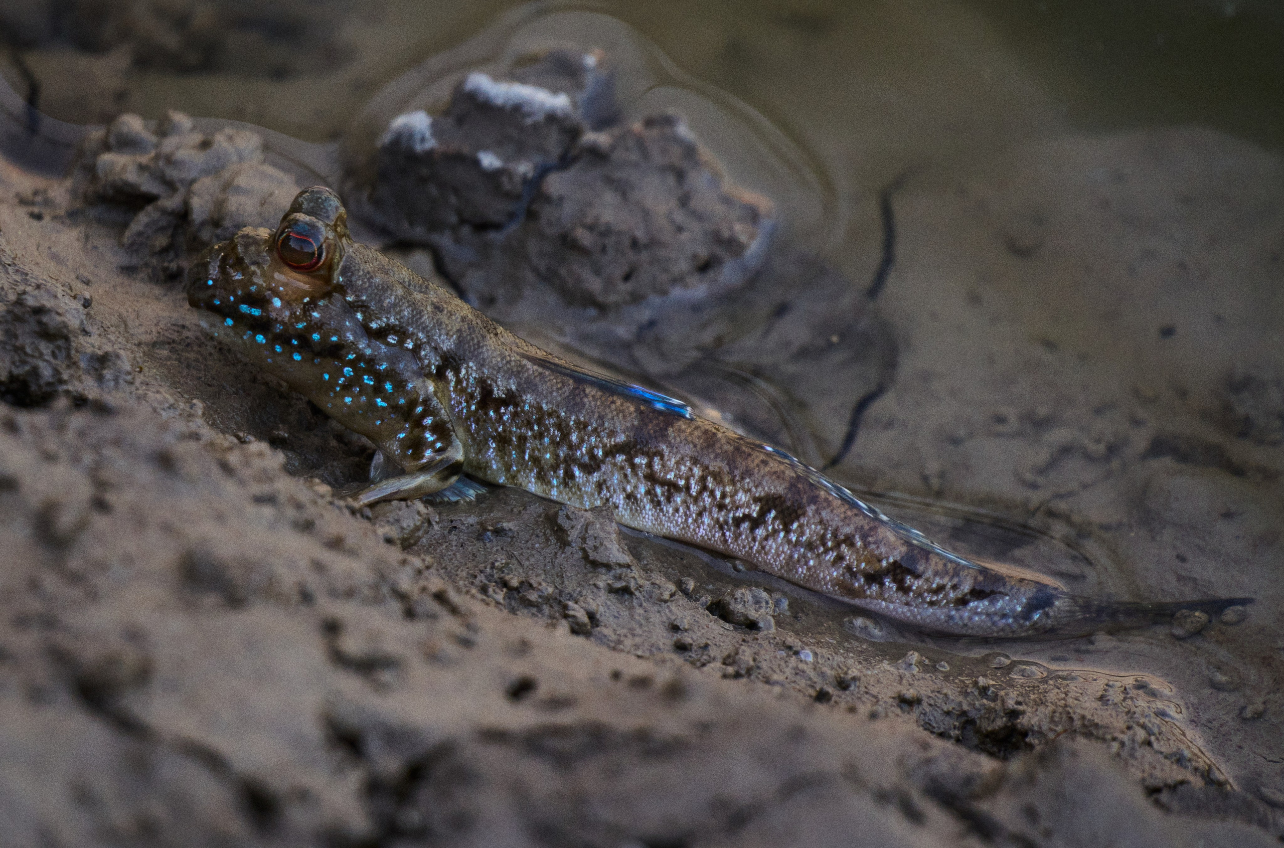 Gambia River. See the moment and catche. commercial and reportage