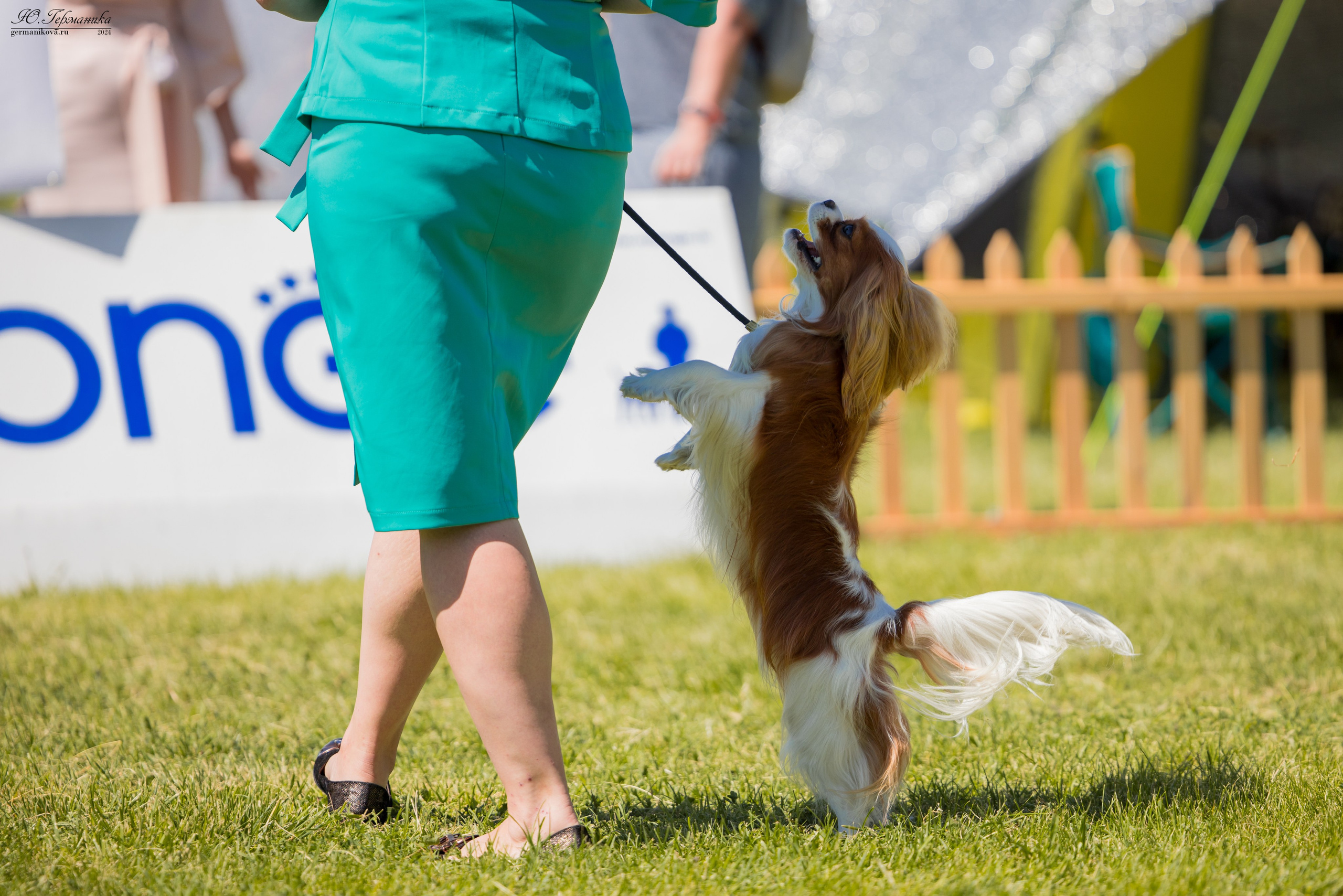 Ереван 3-5.06.2024. Фотограф-анималист Юлия Германика