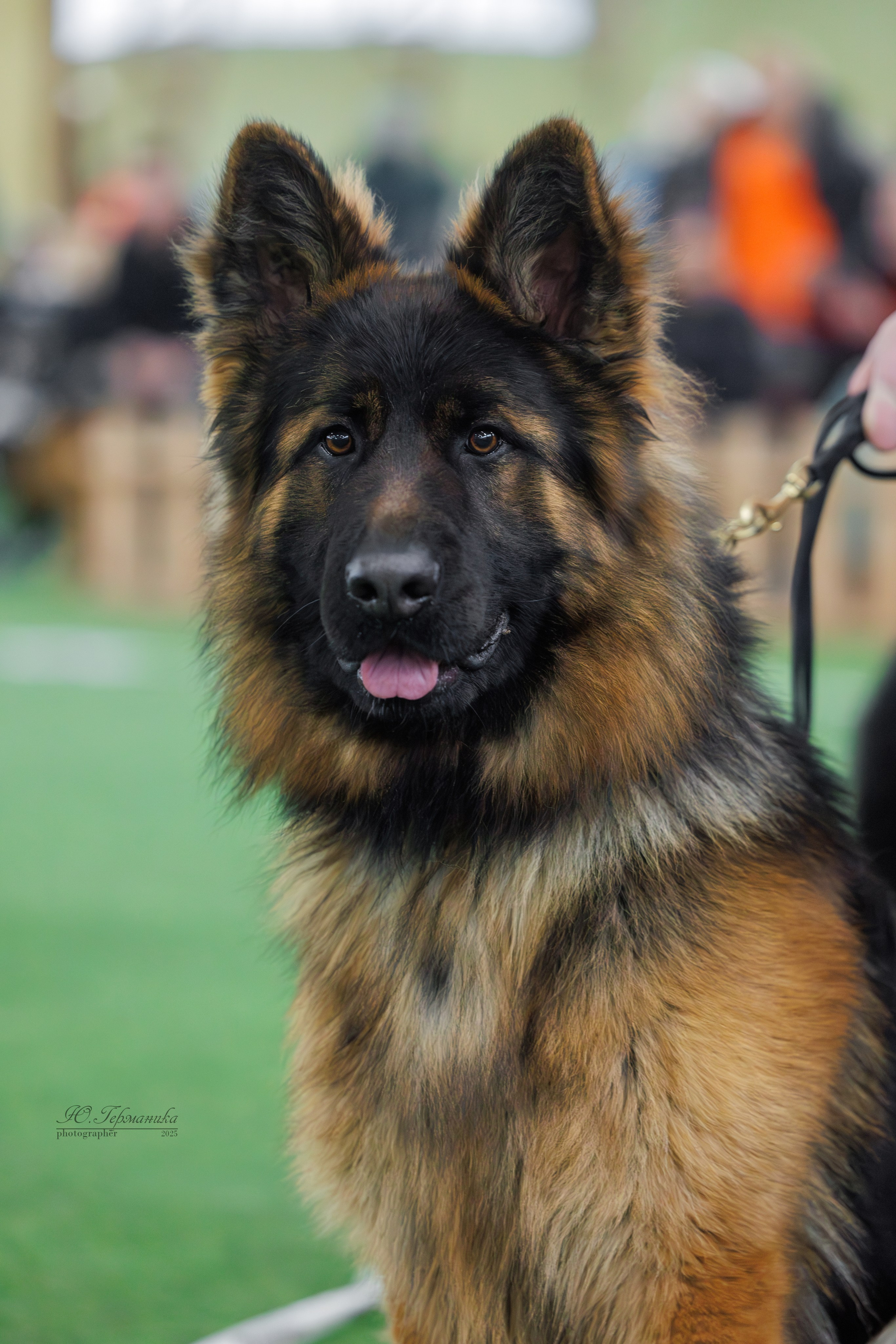 Гран-При 8.02.2025 и Крокус 09.02.2025. Фотограф-анималист Юлия Германика