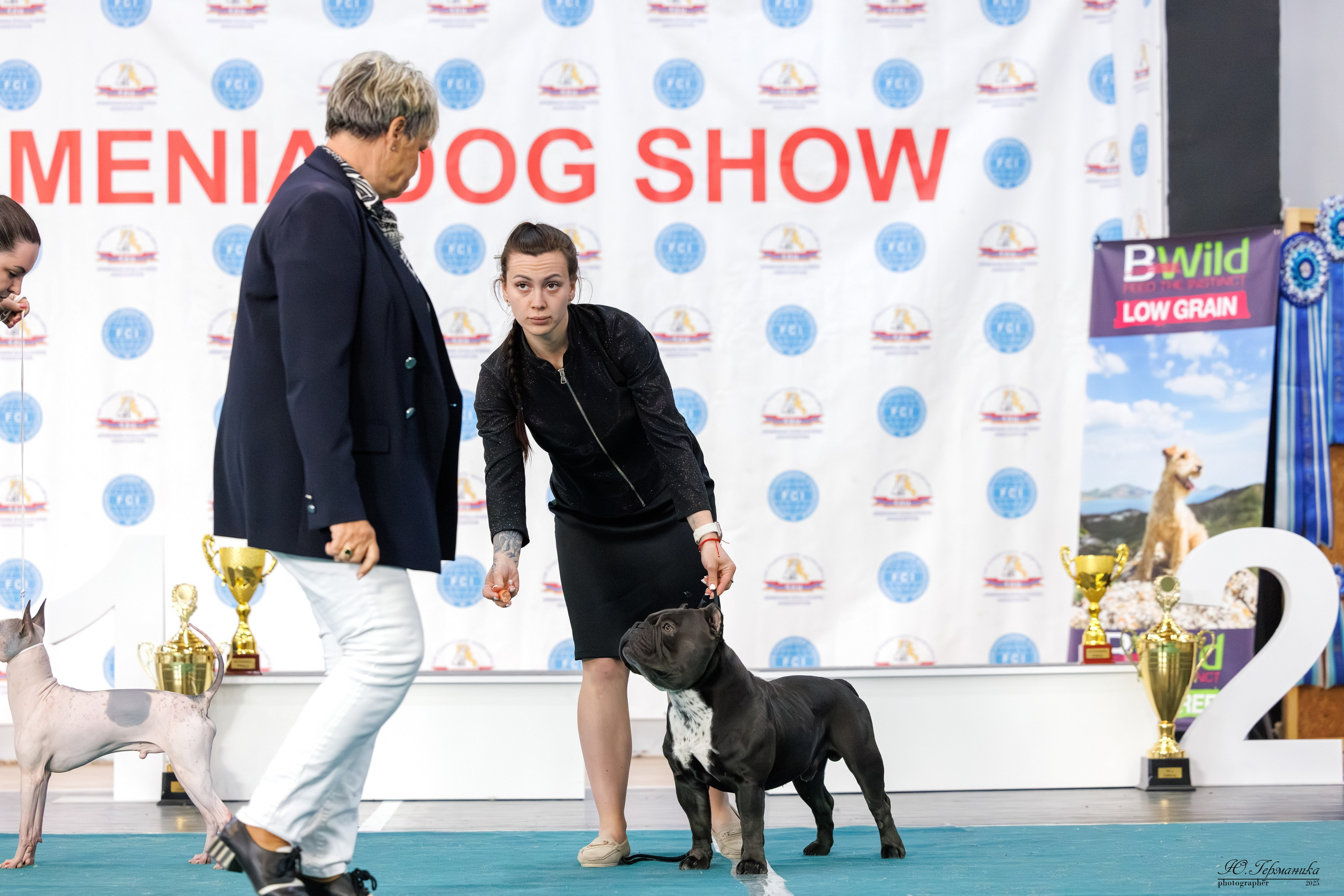 Ереван 2х CACIB 29-30.04.2025. Фотограф-анималист Юлия Германика