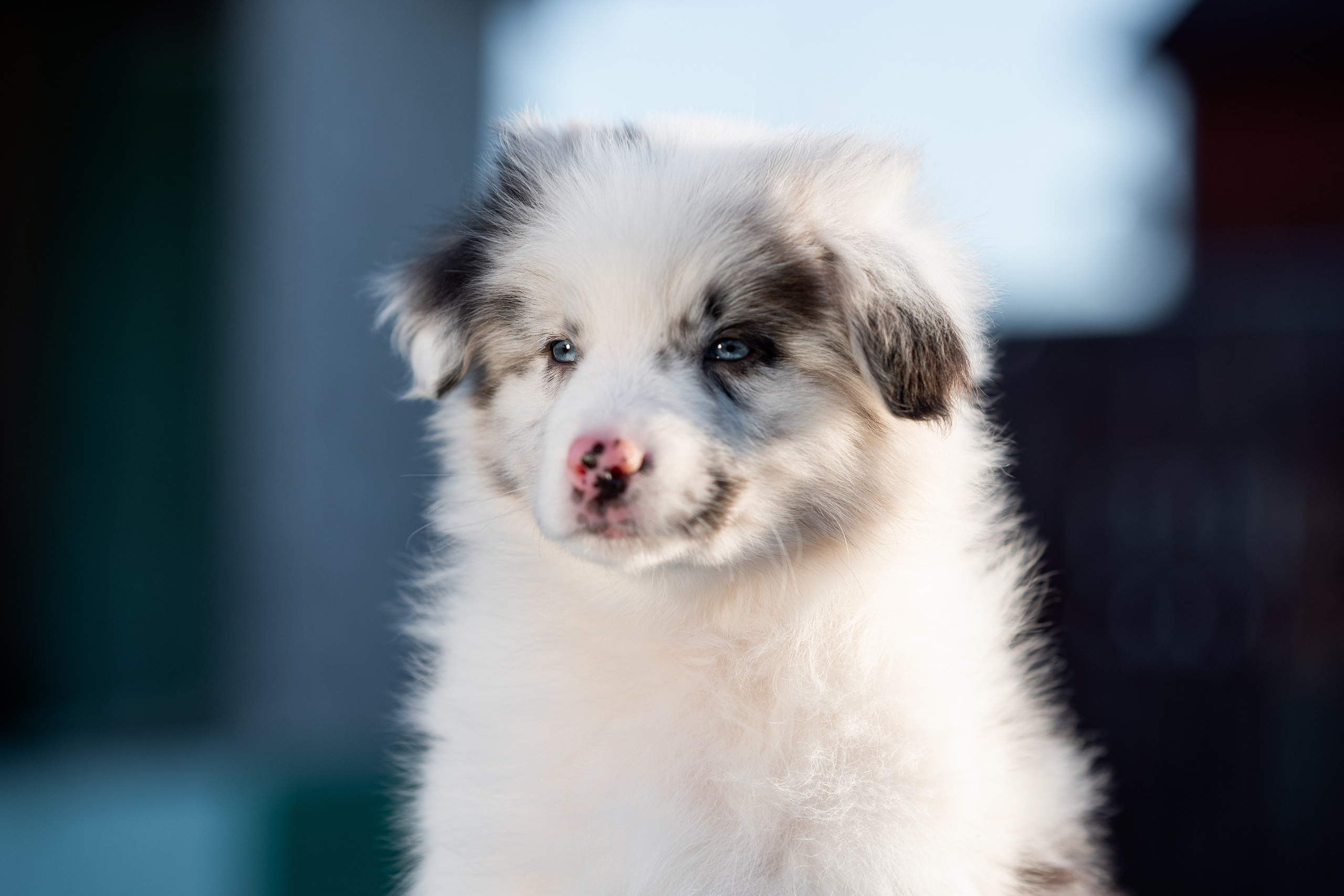 Заводчик Влада Эльман. Творческий фотограф Вологда