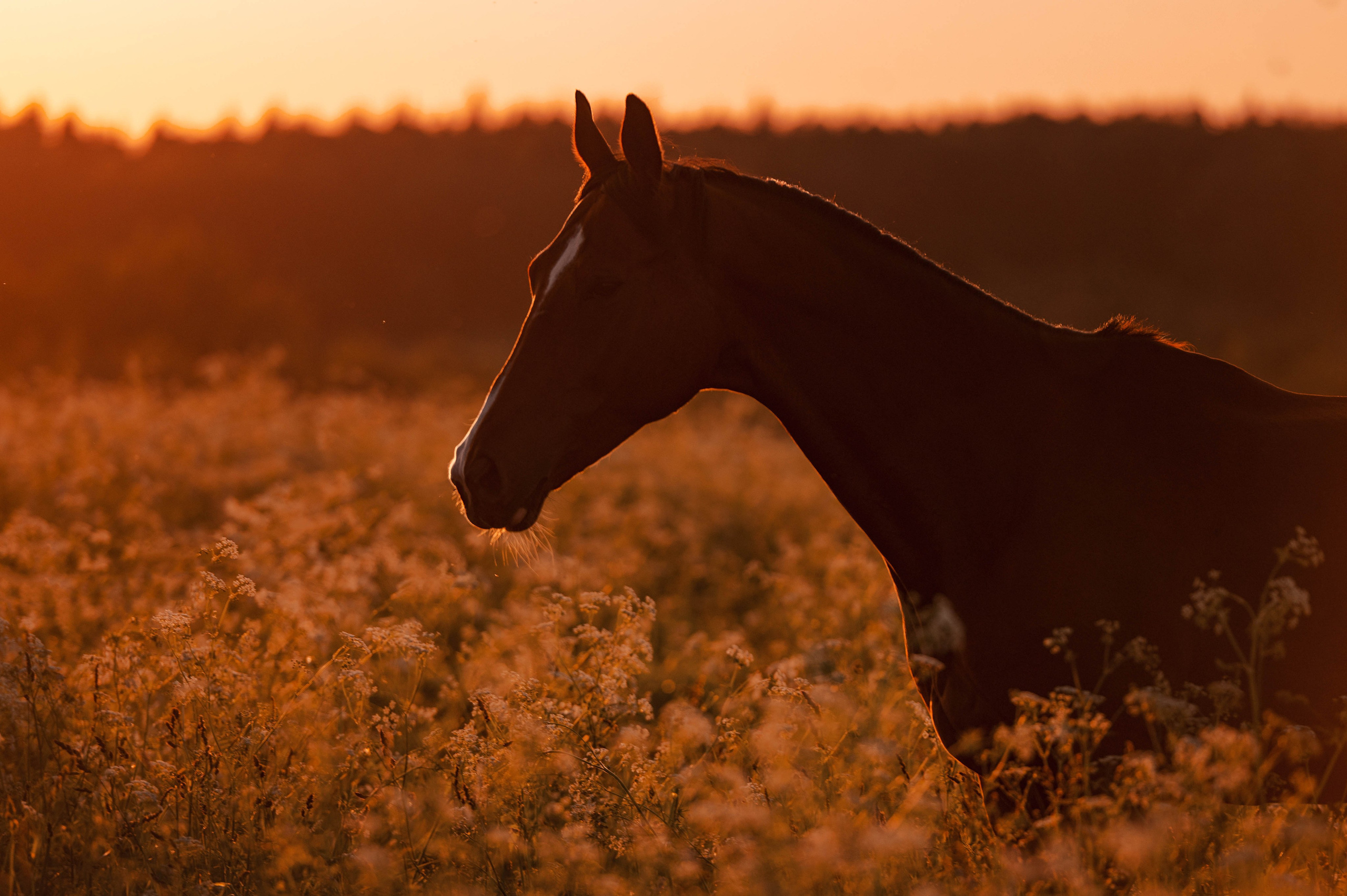 Ивори в закатных полях. Фотограф-анималист
