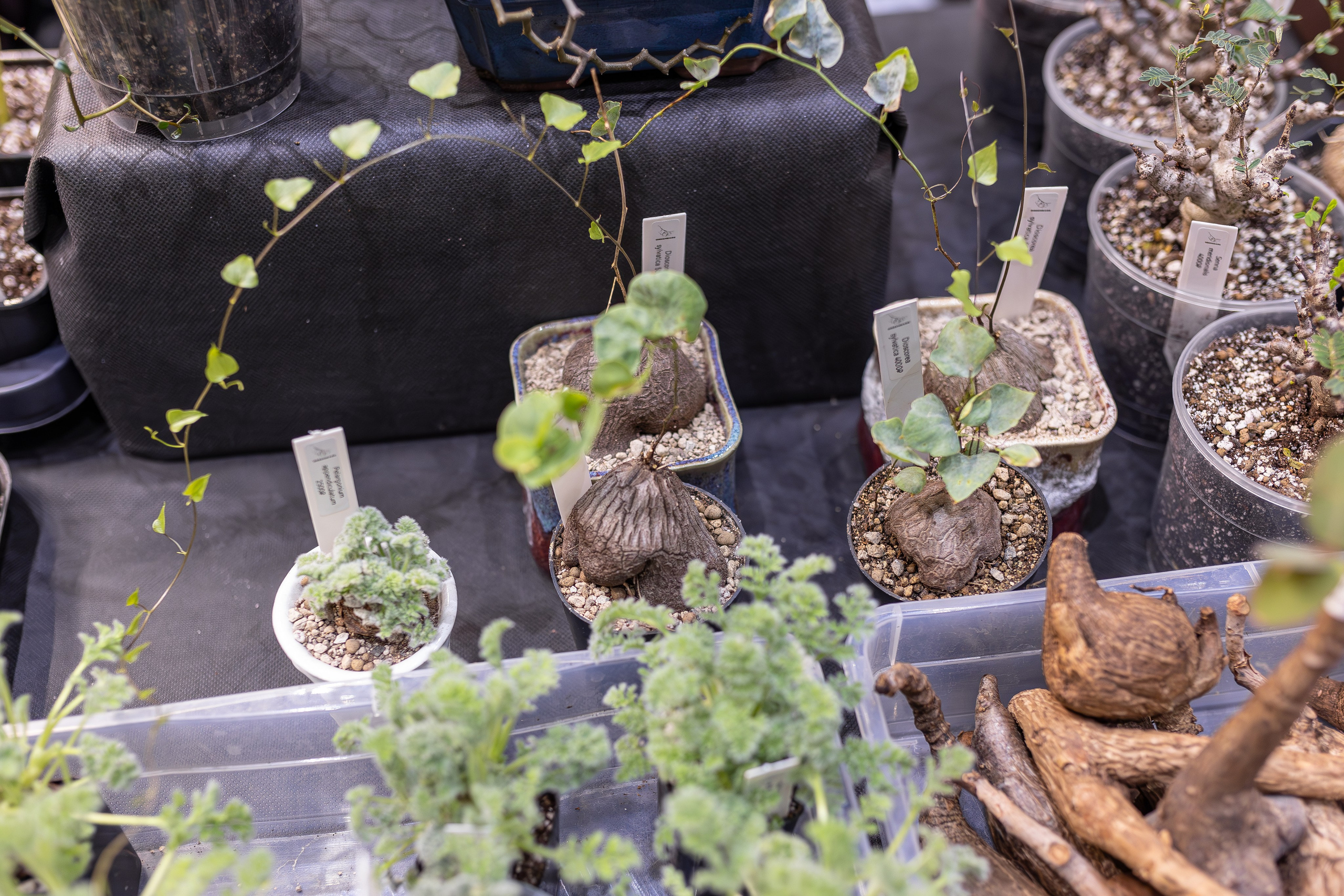 Орхидиум 12.2025. Александра Куликова фотограф, Москва