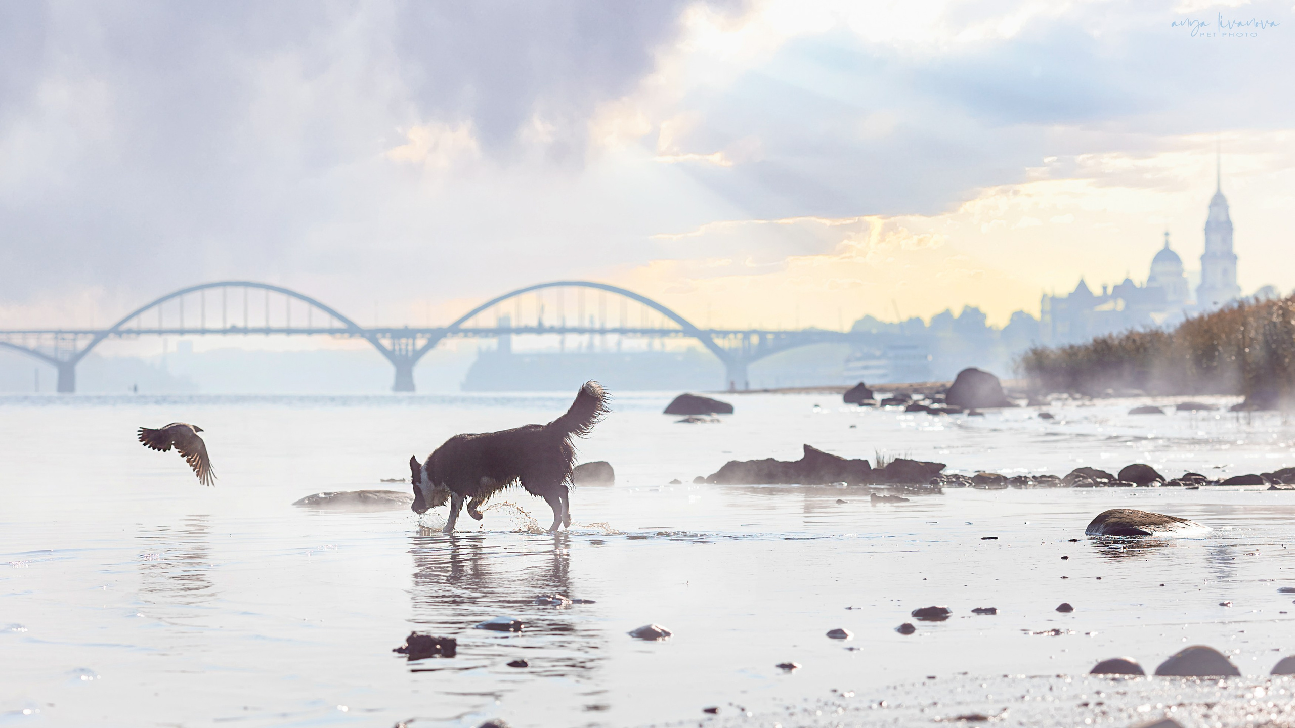 Алена и Майли. Фотограф анималист Аня Ливанова | Рыбинск