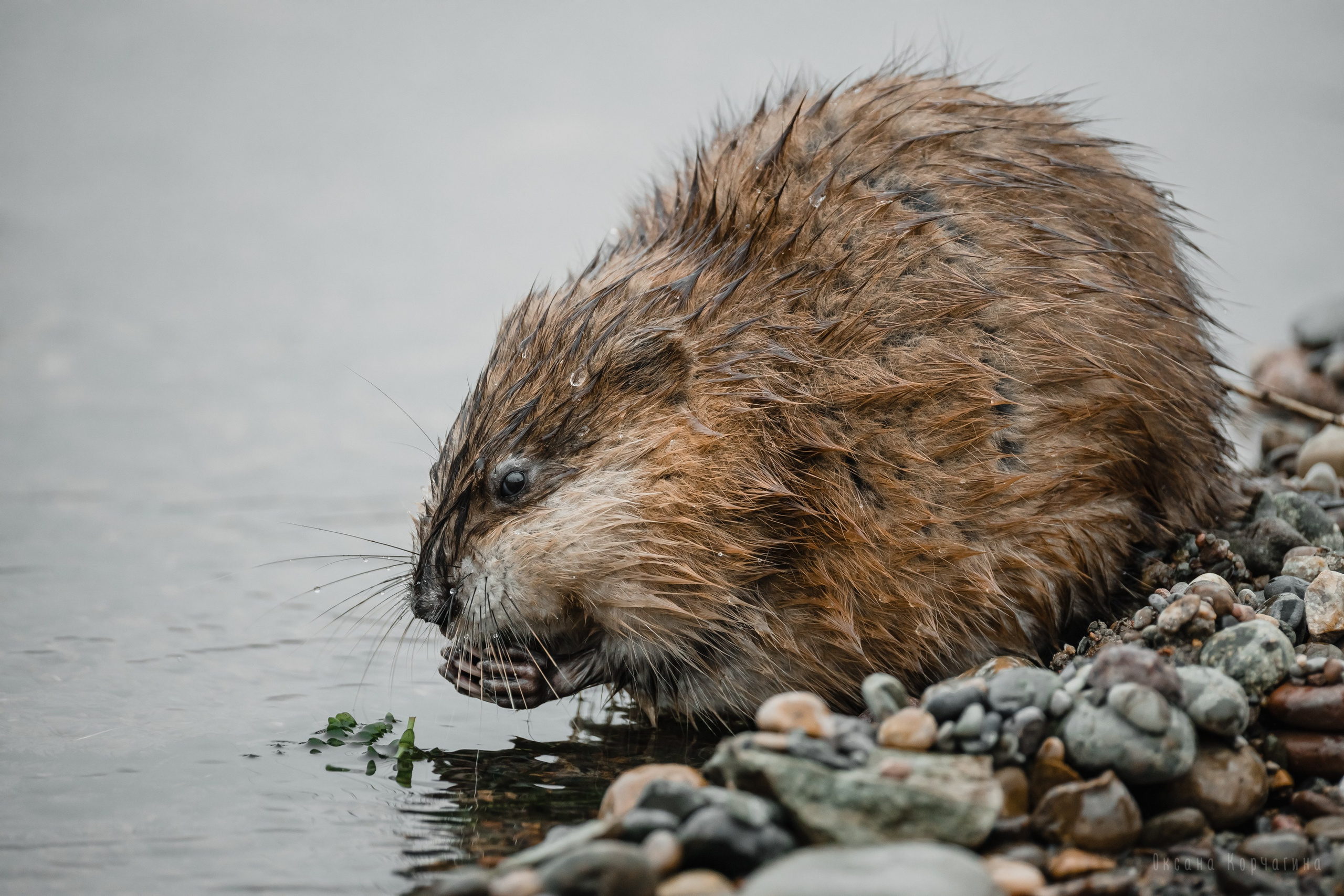 Ондатры. Фотограф в Красноярске Оксана Корчагина