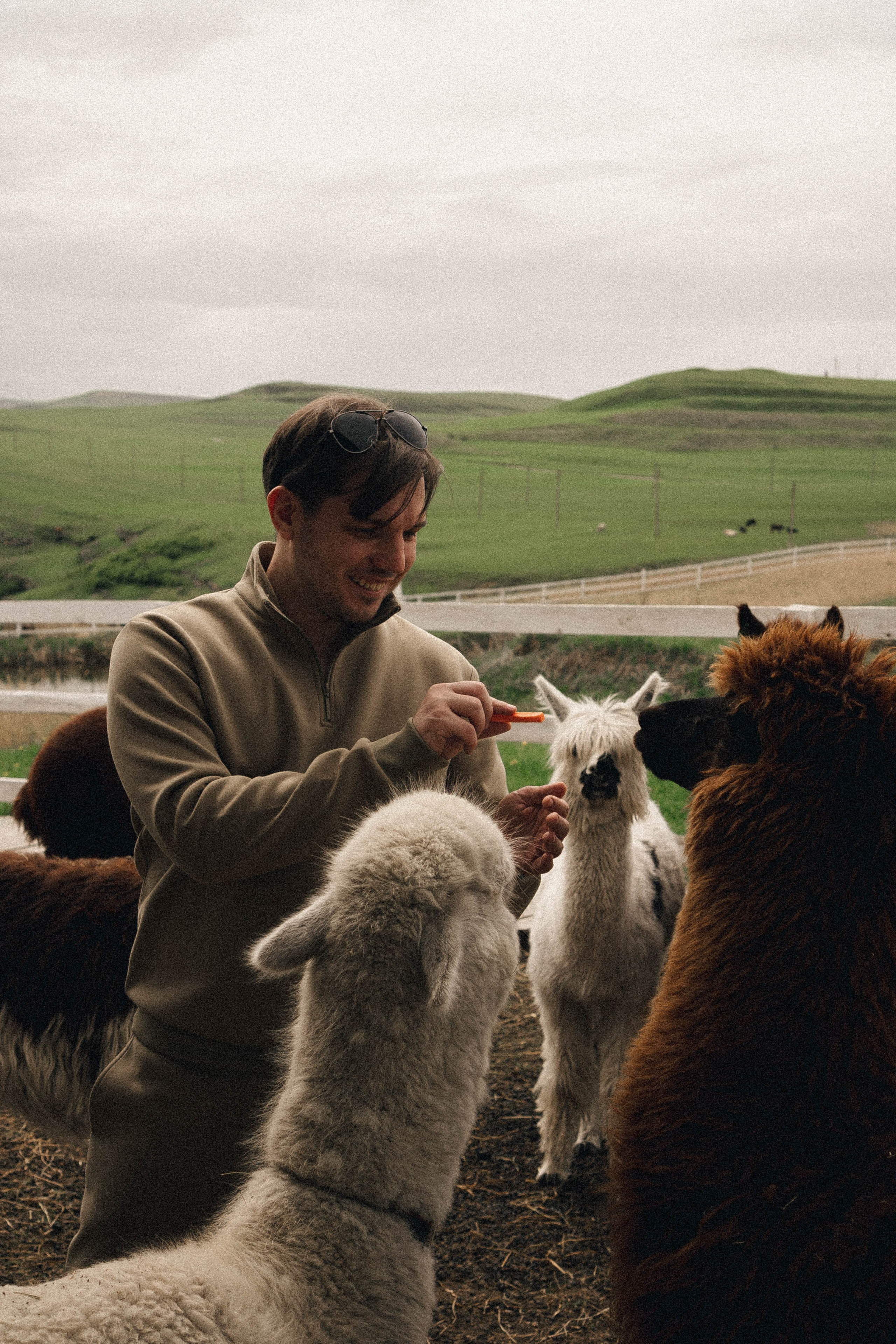 Ферма Альпак. Профессиональный фотограф, Санкт-Петербург — Виктория Богомолова