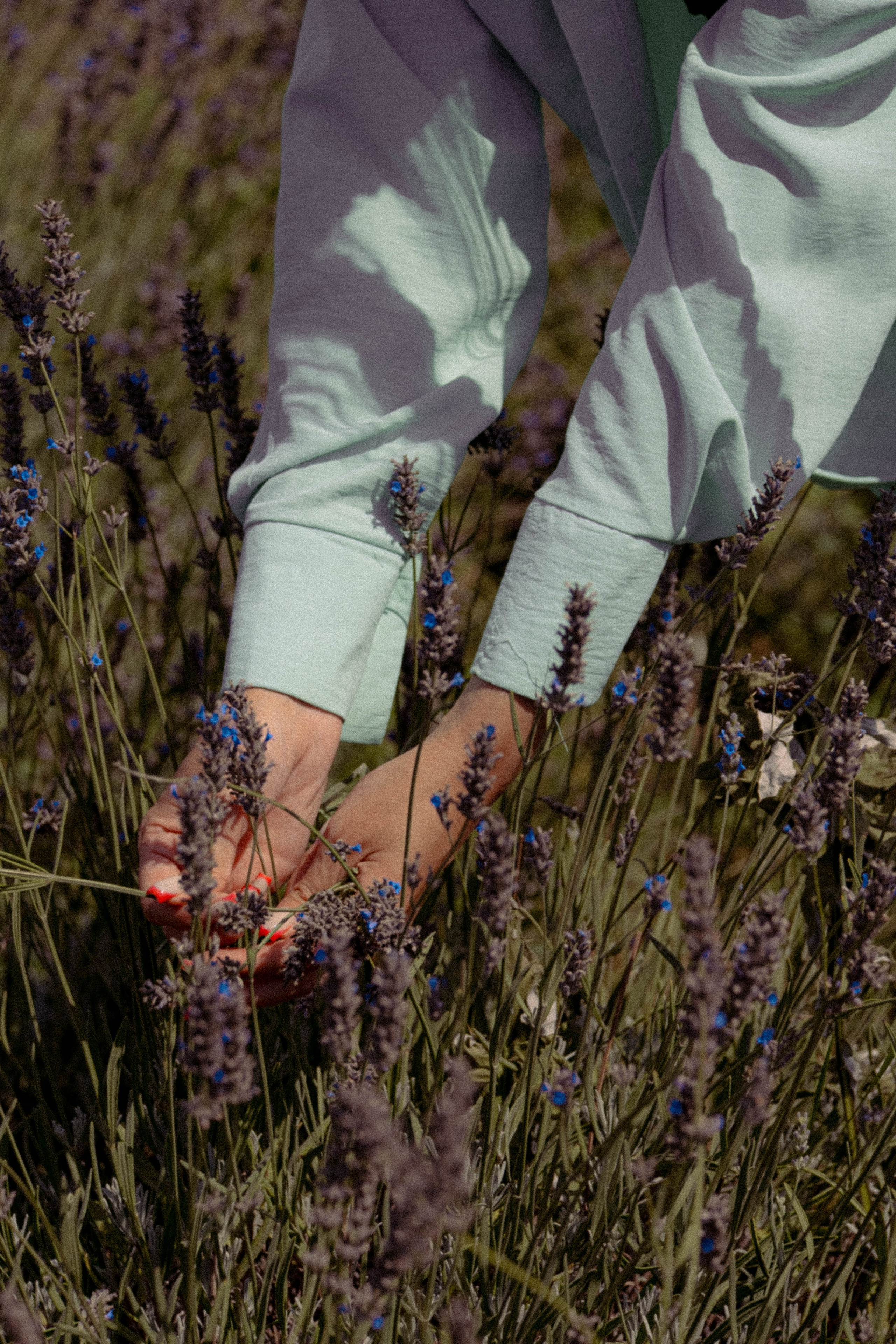 ЛАВАНВОДОВОЕ ПОЛЕ. Профессиональный фотограф, Санкт-Петербург — Виктория Богомолова
