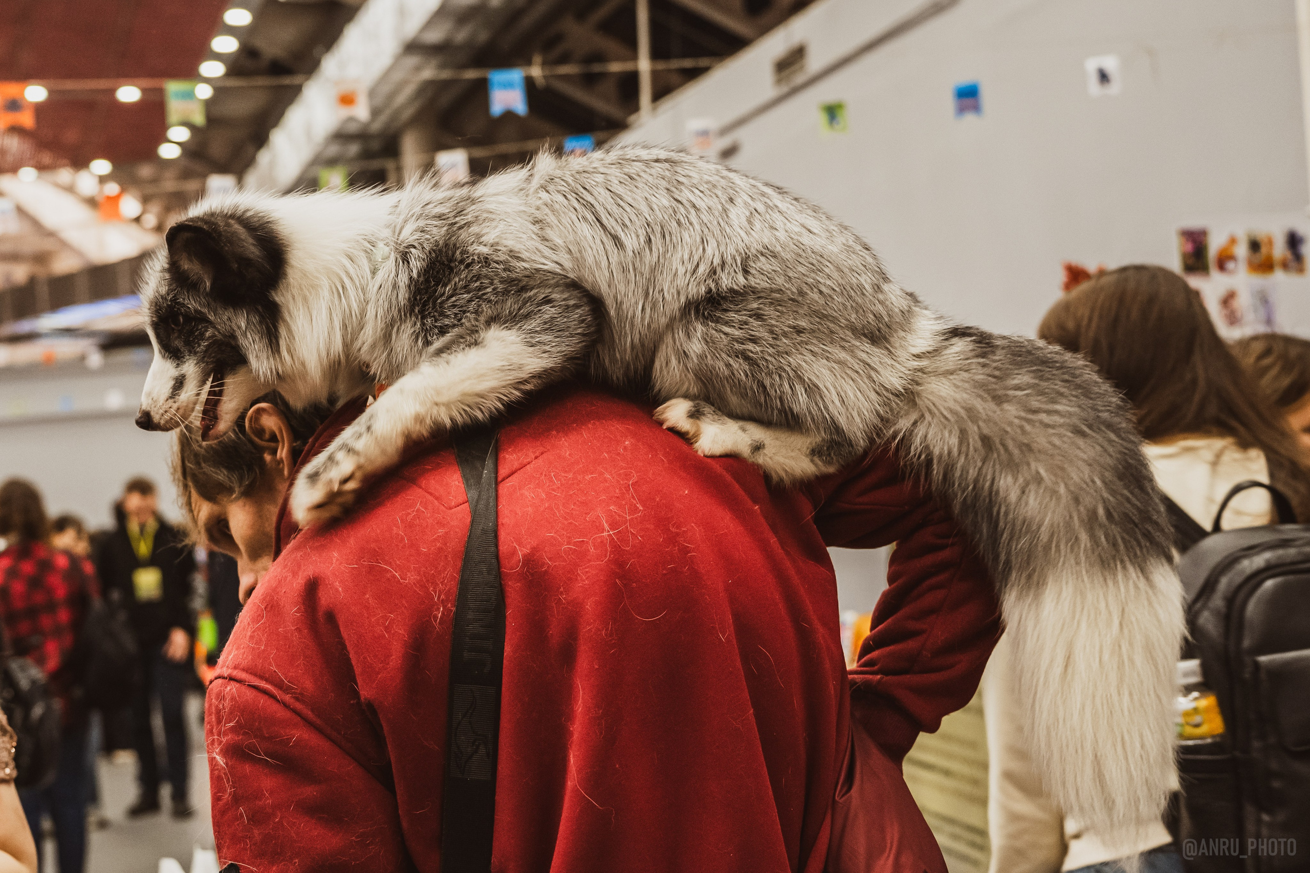 Fox Family fest. Репортажный фотограф Анастасия Рубцова