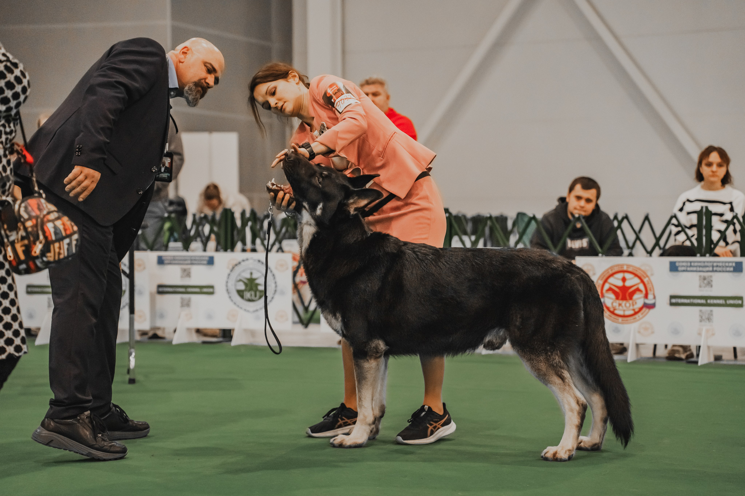 Международная выставка собак всех пород. Репортажный фотограф Анастасия Рубцова