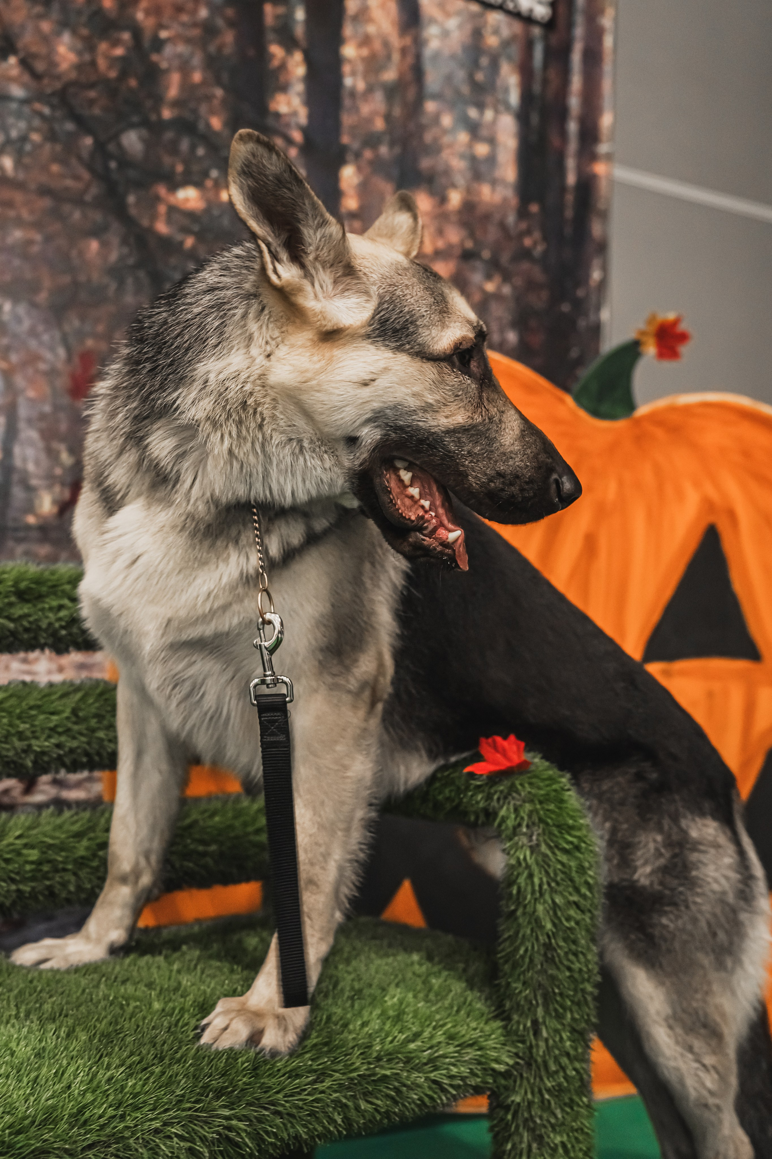 Международная выставка собак всех пород. Репортажный фотограф Анастасия Рубцова