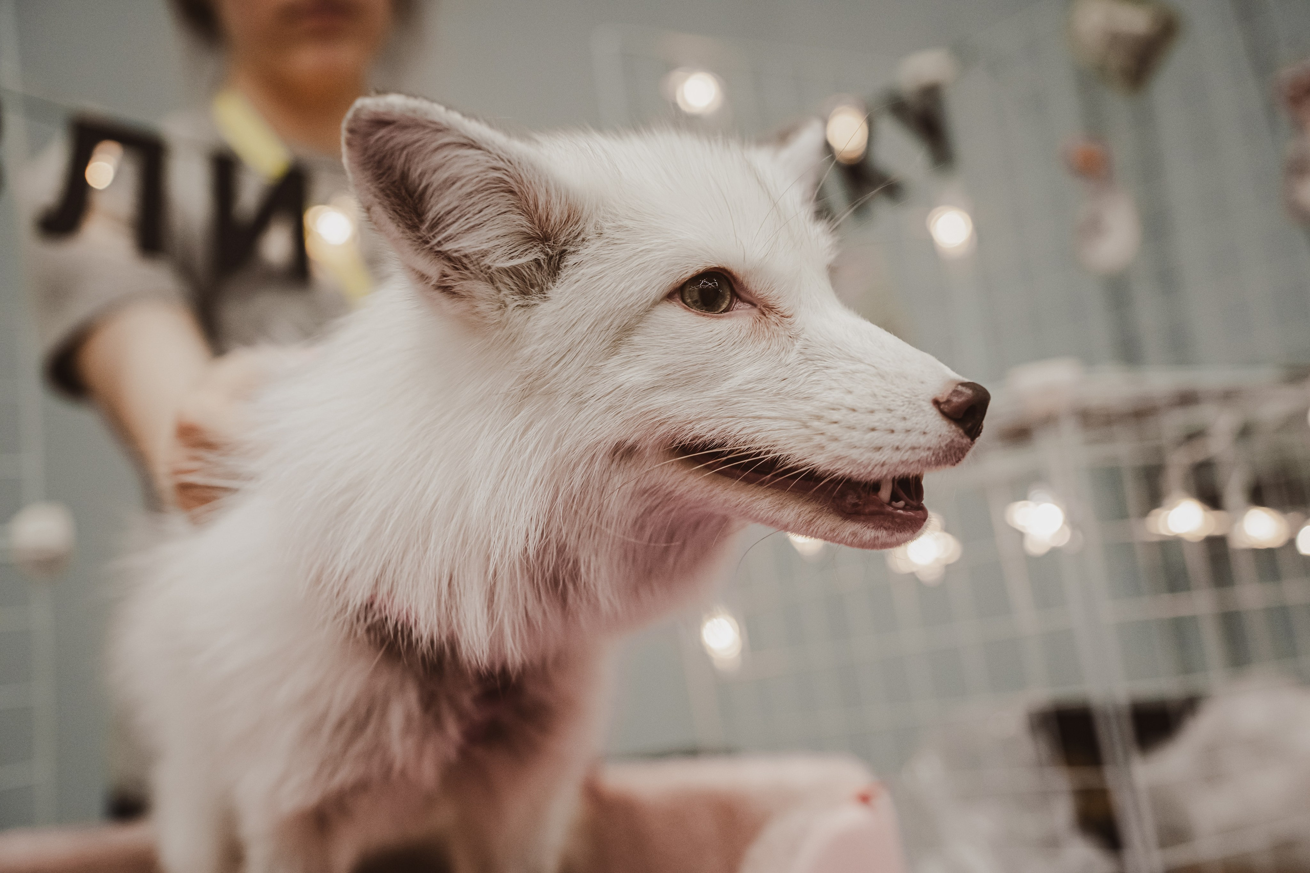 Fox Family fest. Репортажный фотограф Анастасия Рубцова