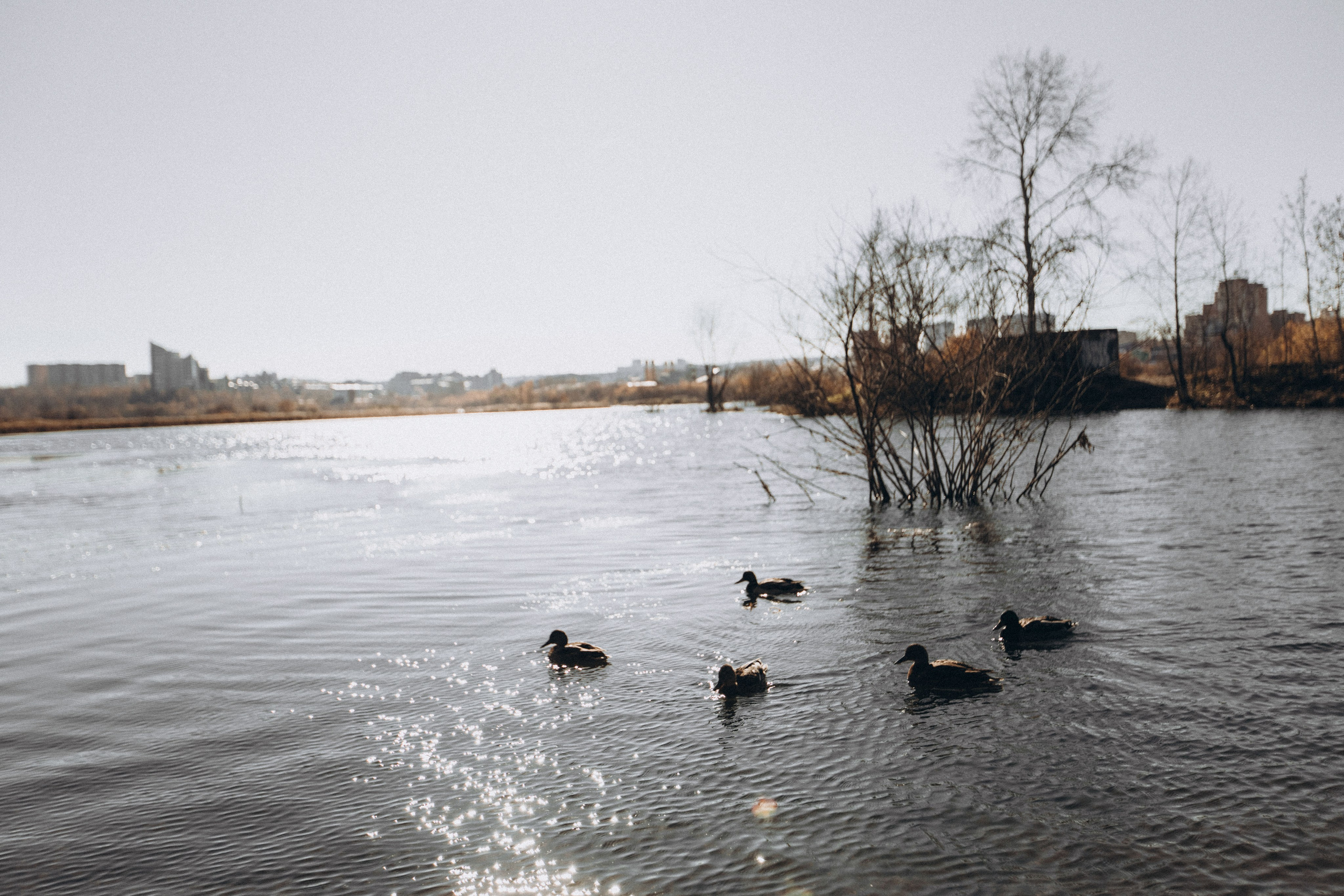 Лиля антонна