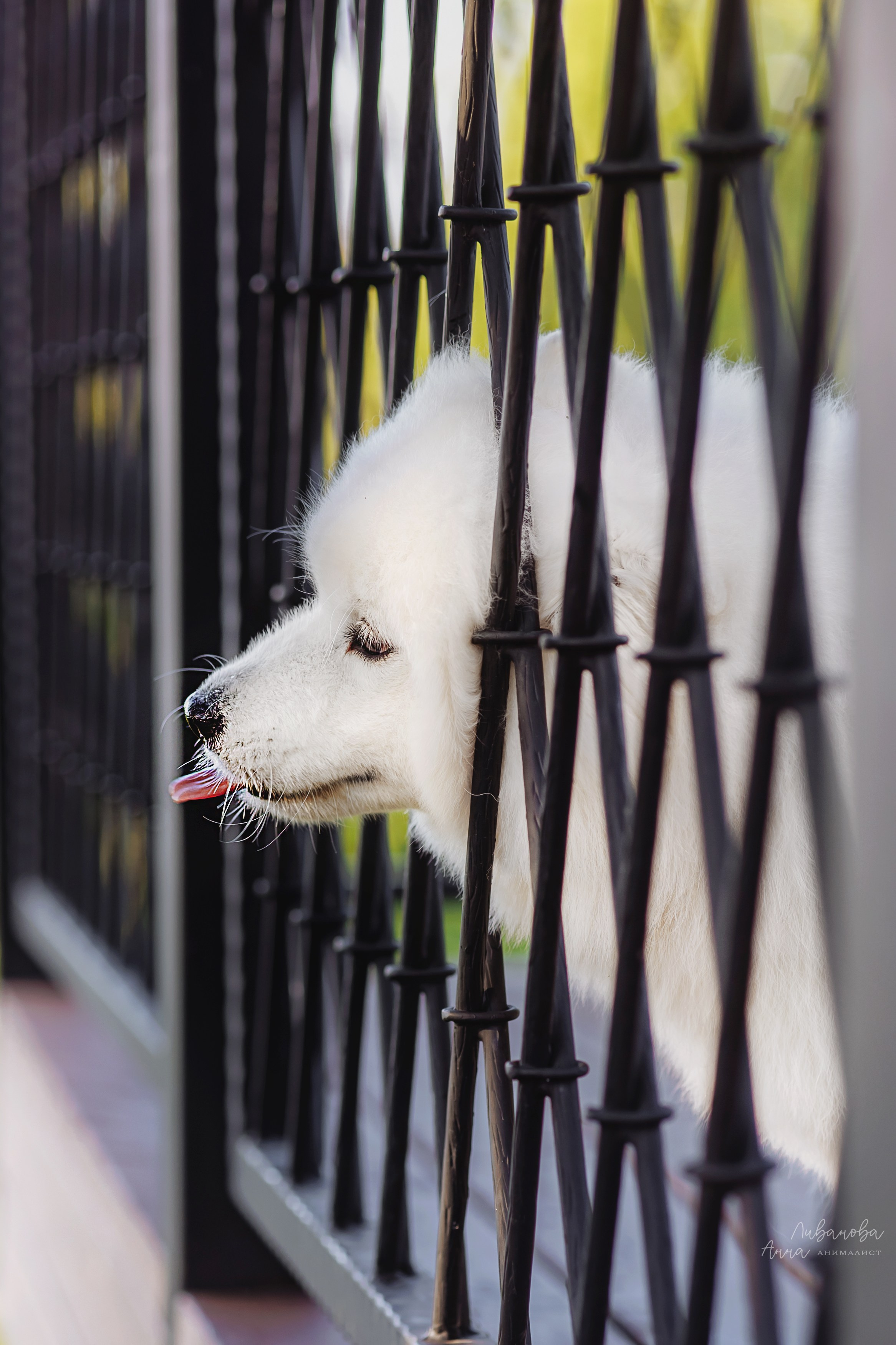 Наташа и Кимми. Фотограф анималист Аня Ливанова | Рыбинск