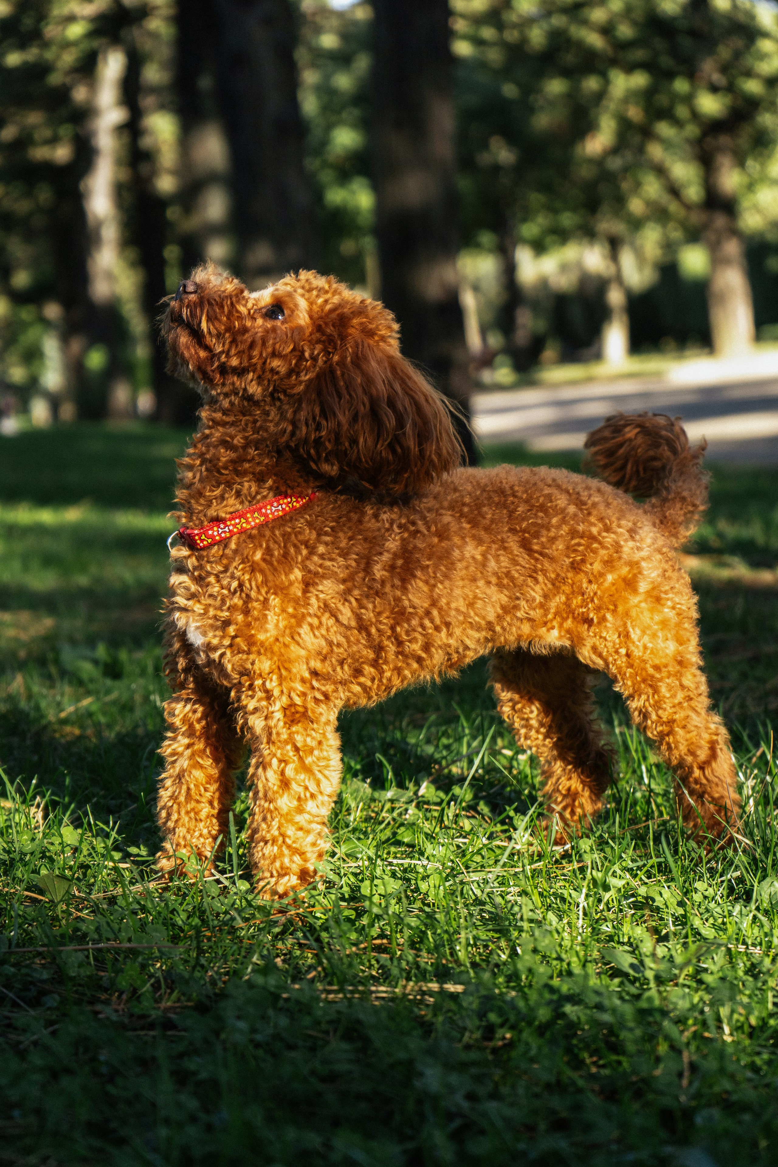 Pets. Makaroshkassirom — photographer in Minsk