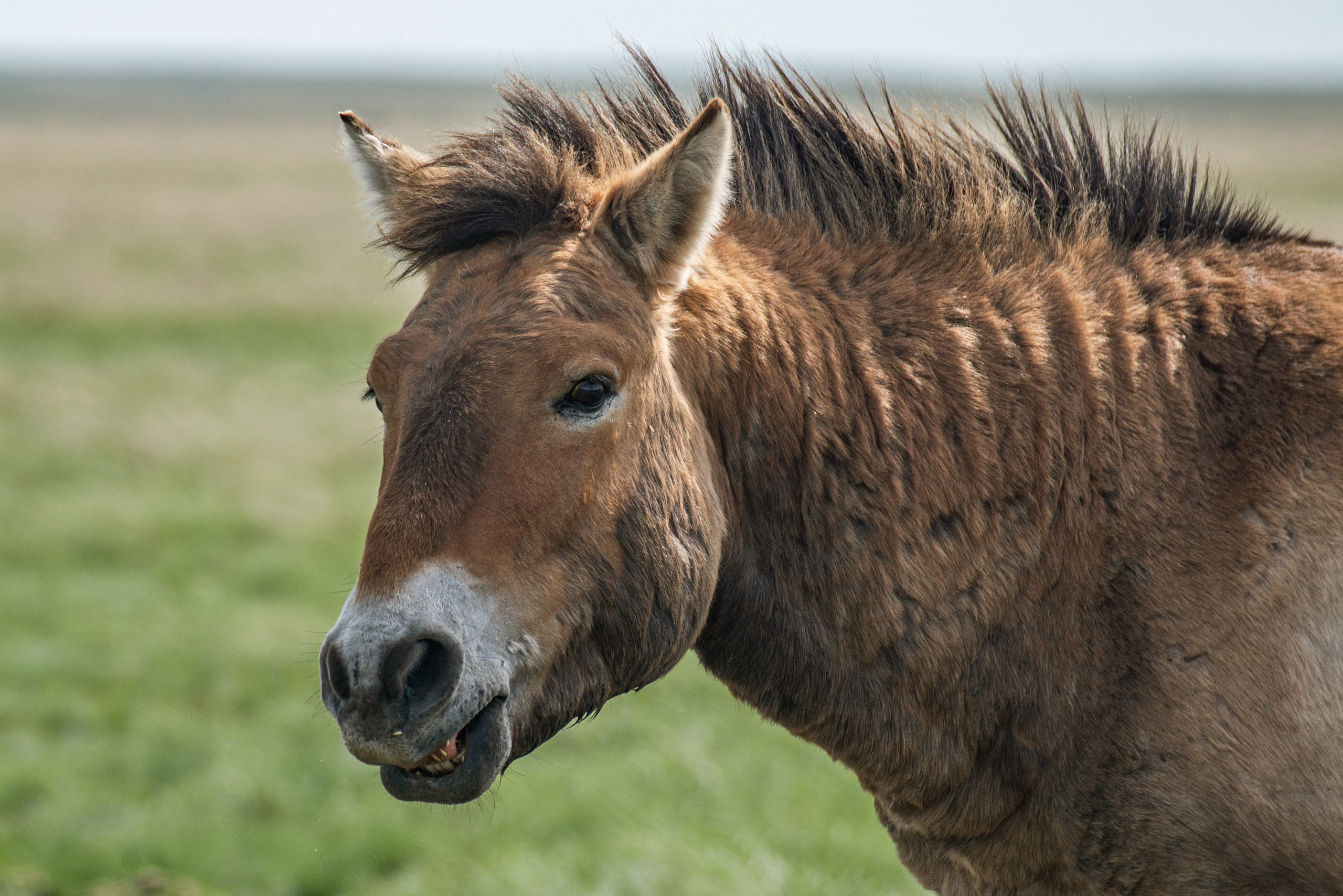 Заповедник «Оренбургский», предуральская степь. Фотообъединение Самарского областного отделения Союза журналистов России