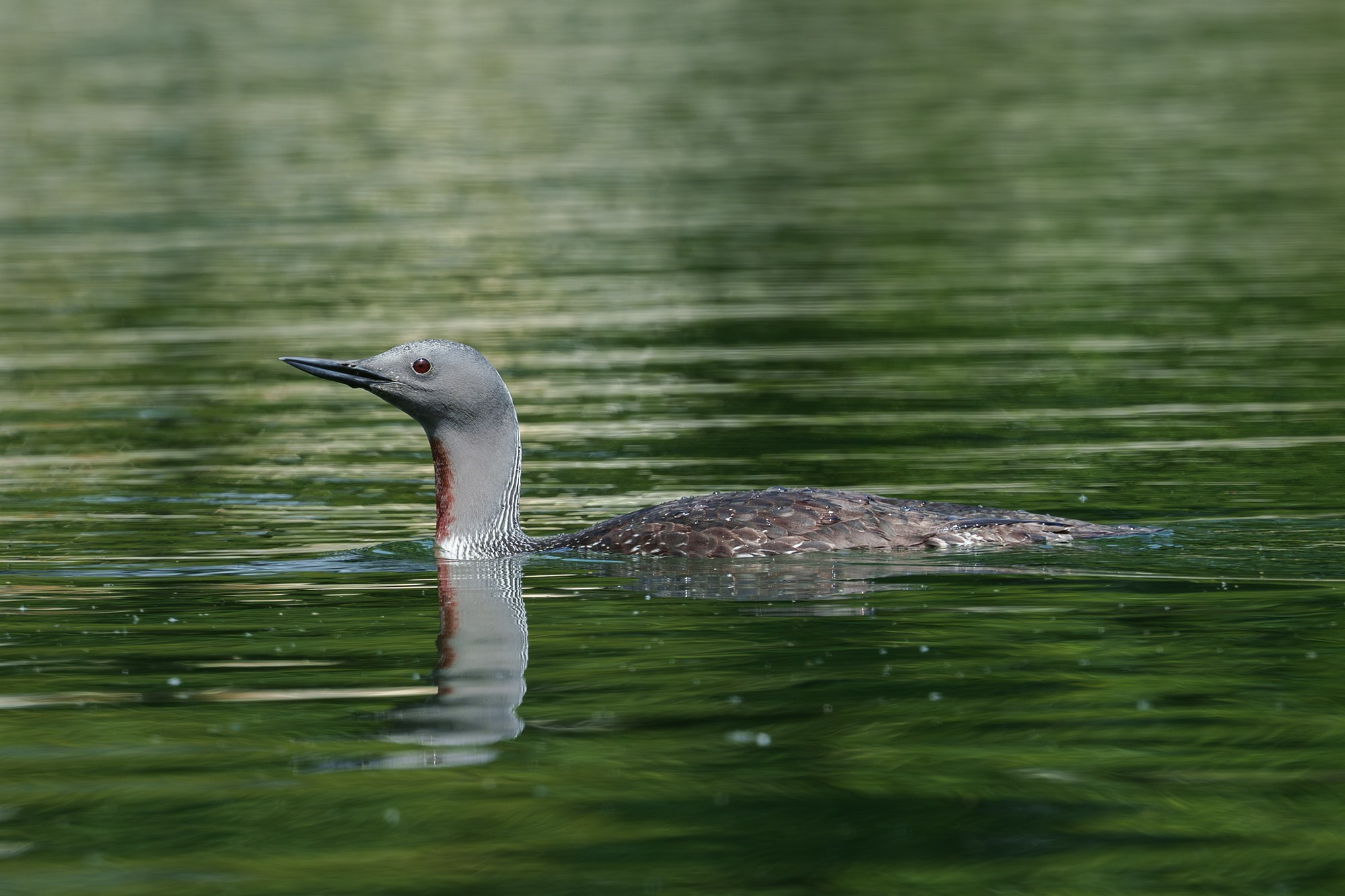 Удивительные мир птиц. Вокруг нас столько прекрасного — присмотритесь!. Ваш личный фотограф Марина Волкова