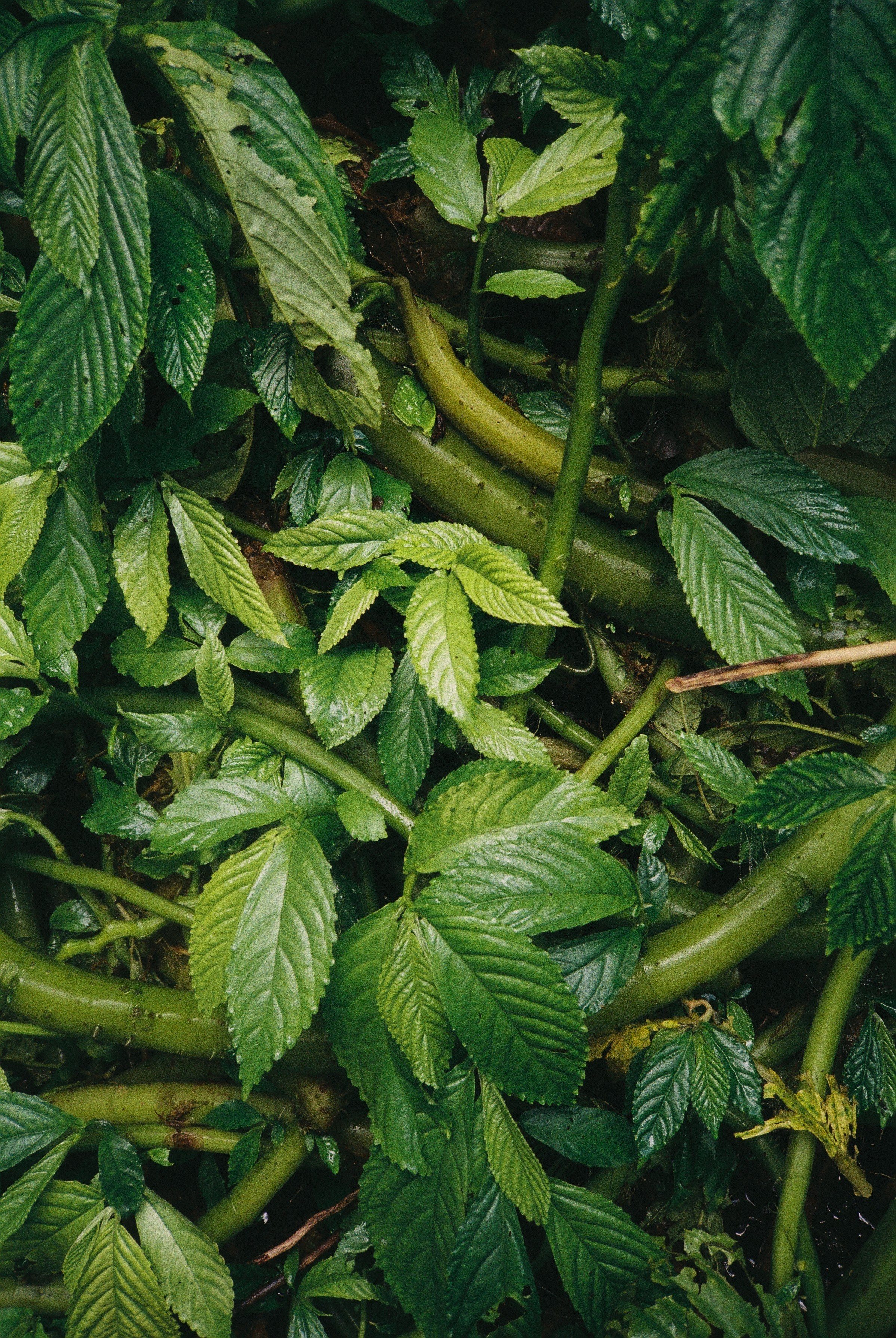 Asia. Olya Filina | Moscow Photographer