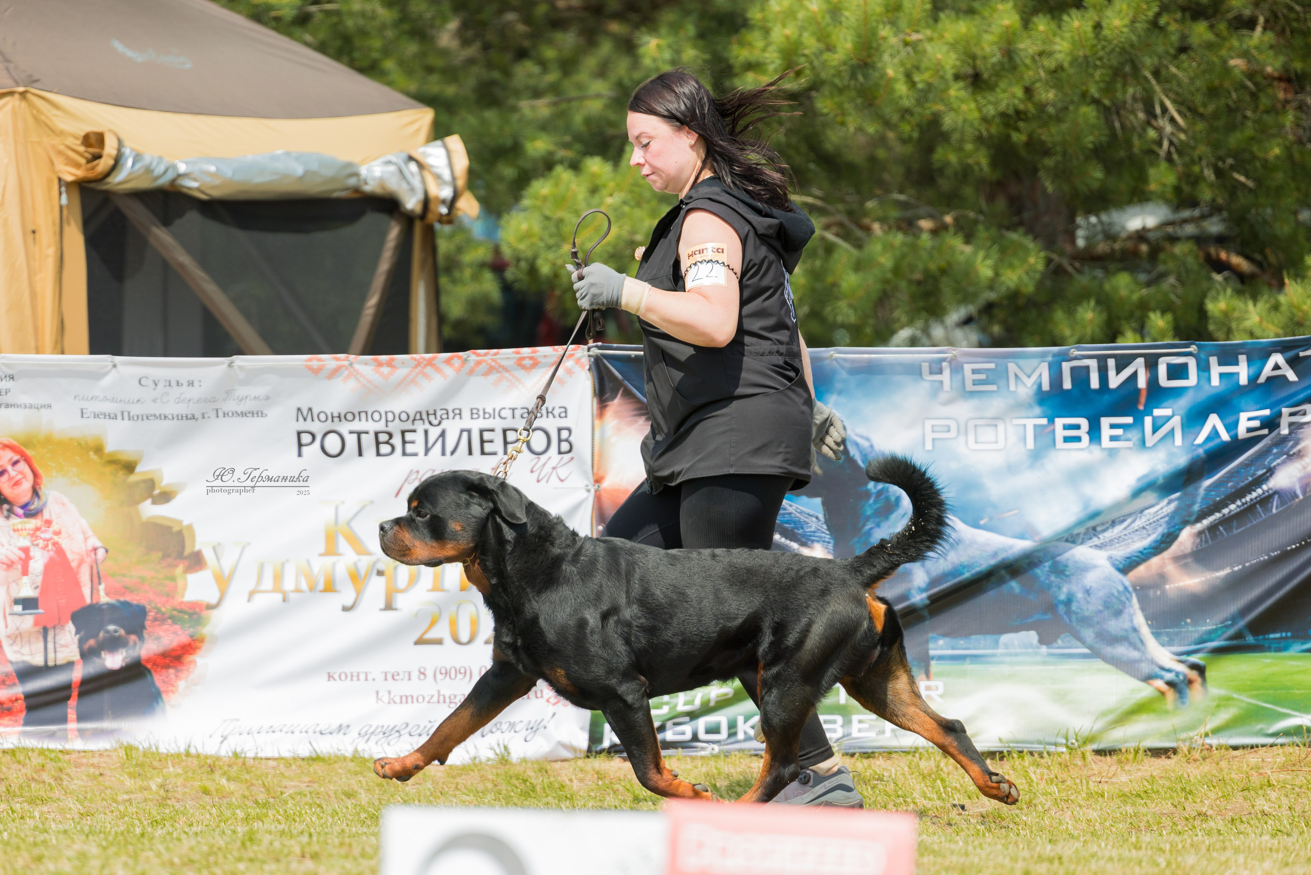 Тверь ротвейлеры 5-6.07.2025. Фотограф-анималист Юлия Германика