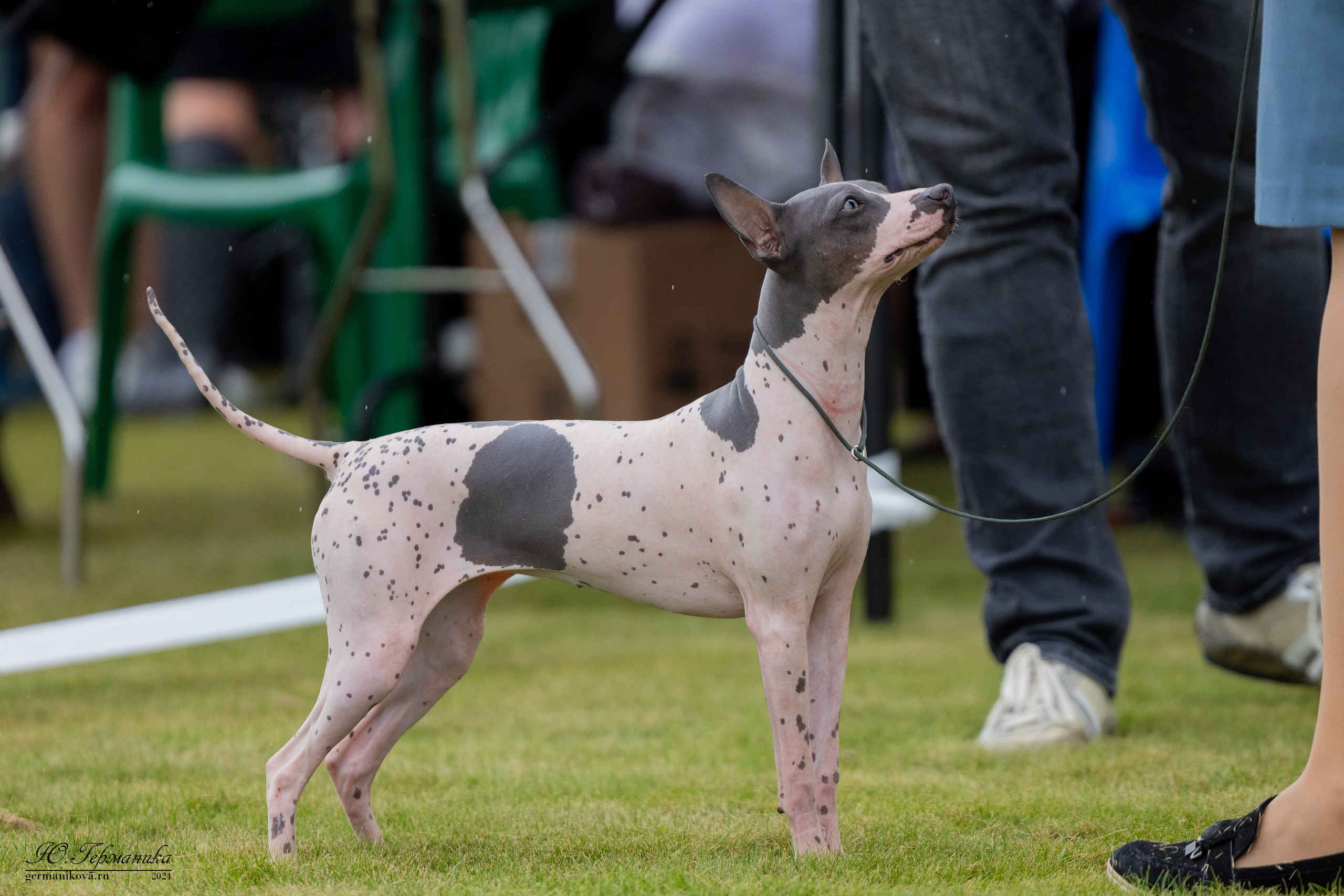 Ярославль 21.07.24 и Балашиха 13.07.24. Фотограф-анималист Юлия Германика