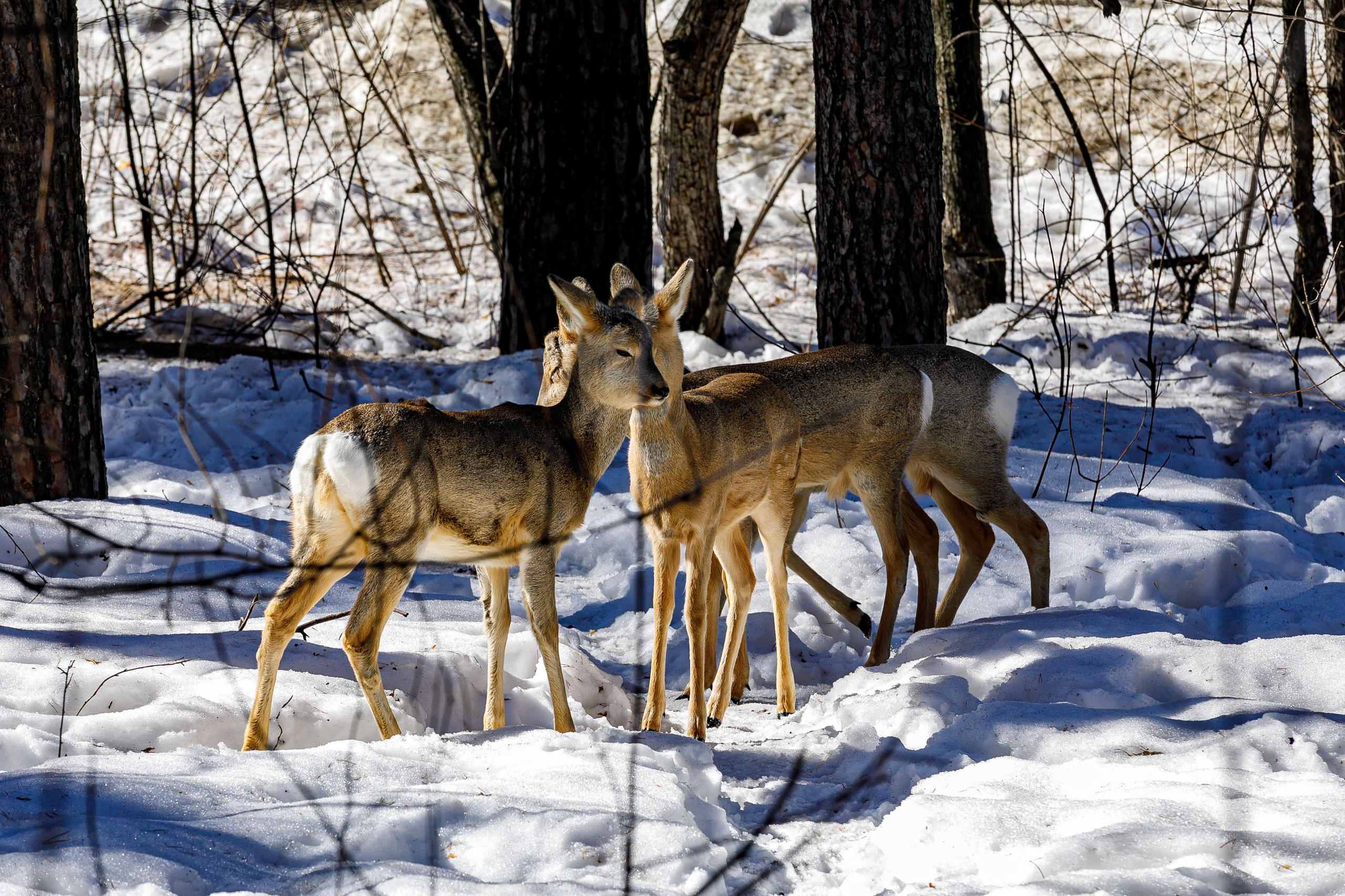 Косули. Фотограф Андрей Гузеев