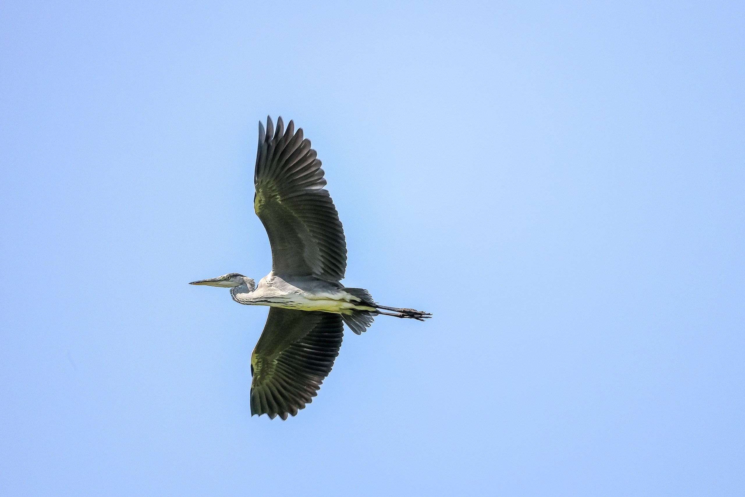 Серая цапля оперение