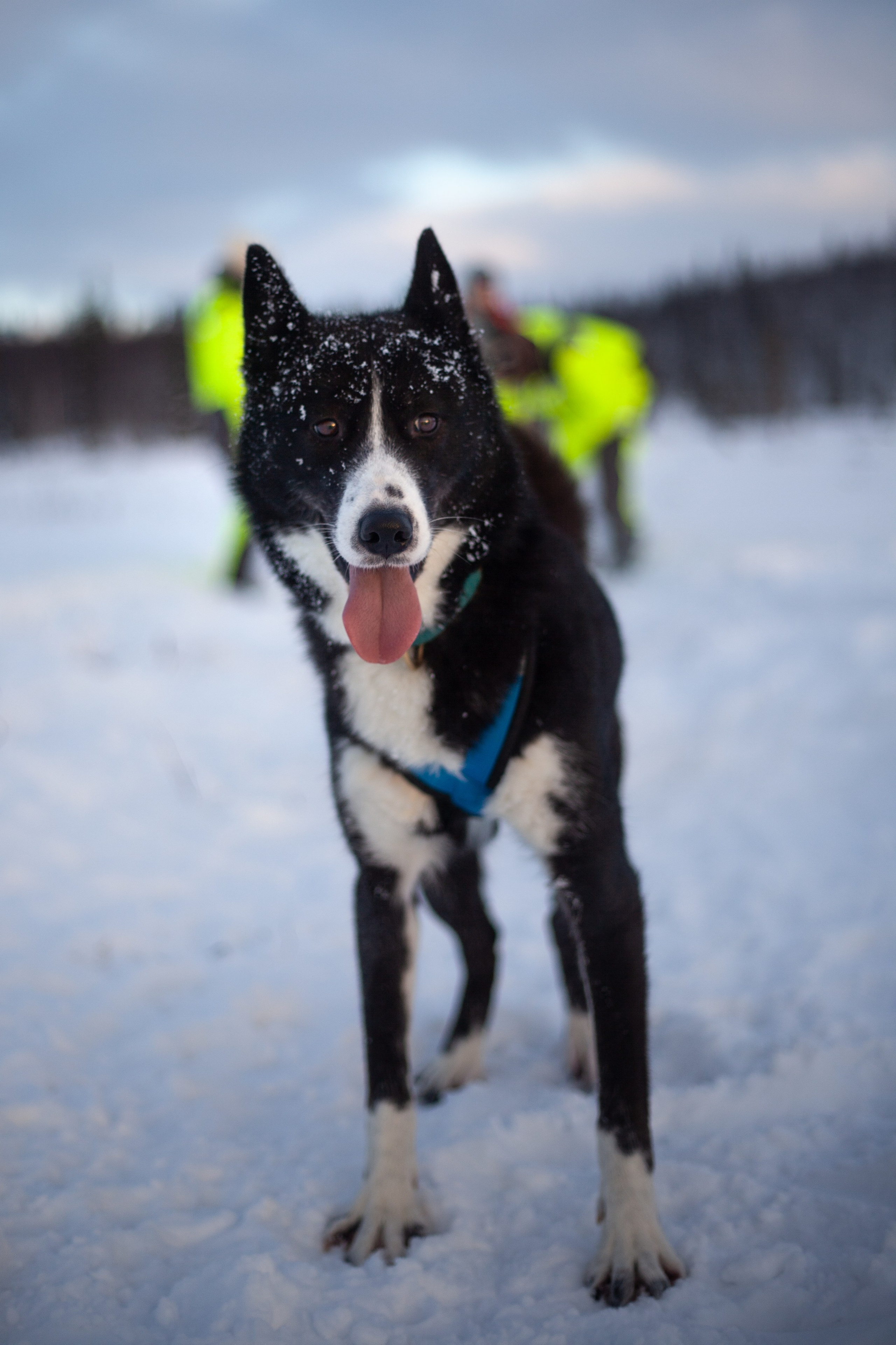 Путешествие по Териберке. Северное сияние. Уникальные экспедиции — LUCKY CLAN