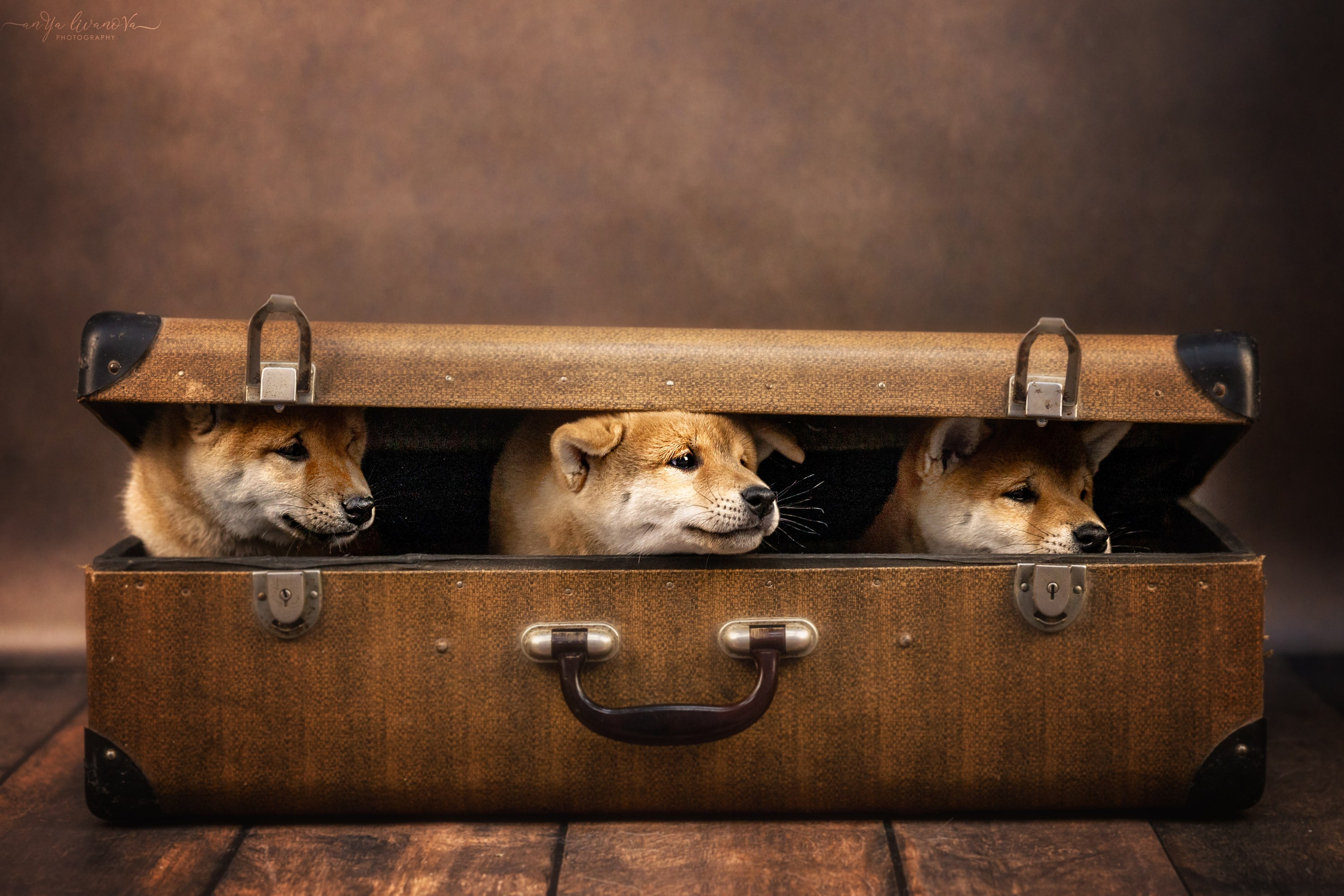 Сибушки. Фотограф анималист Аня Ливанова | Рыбинск