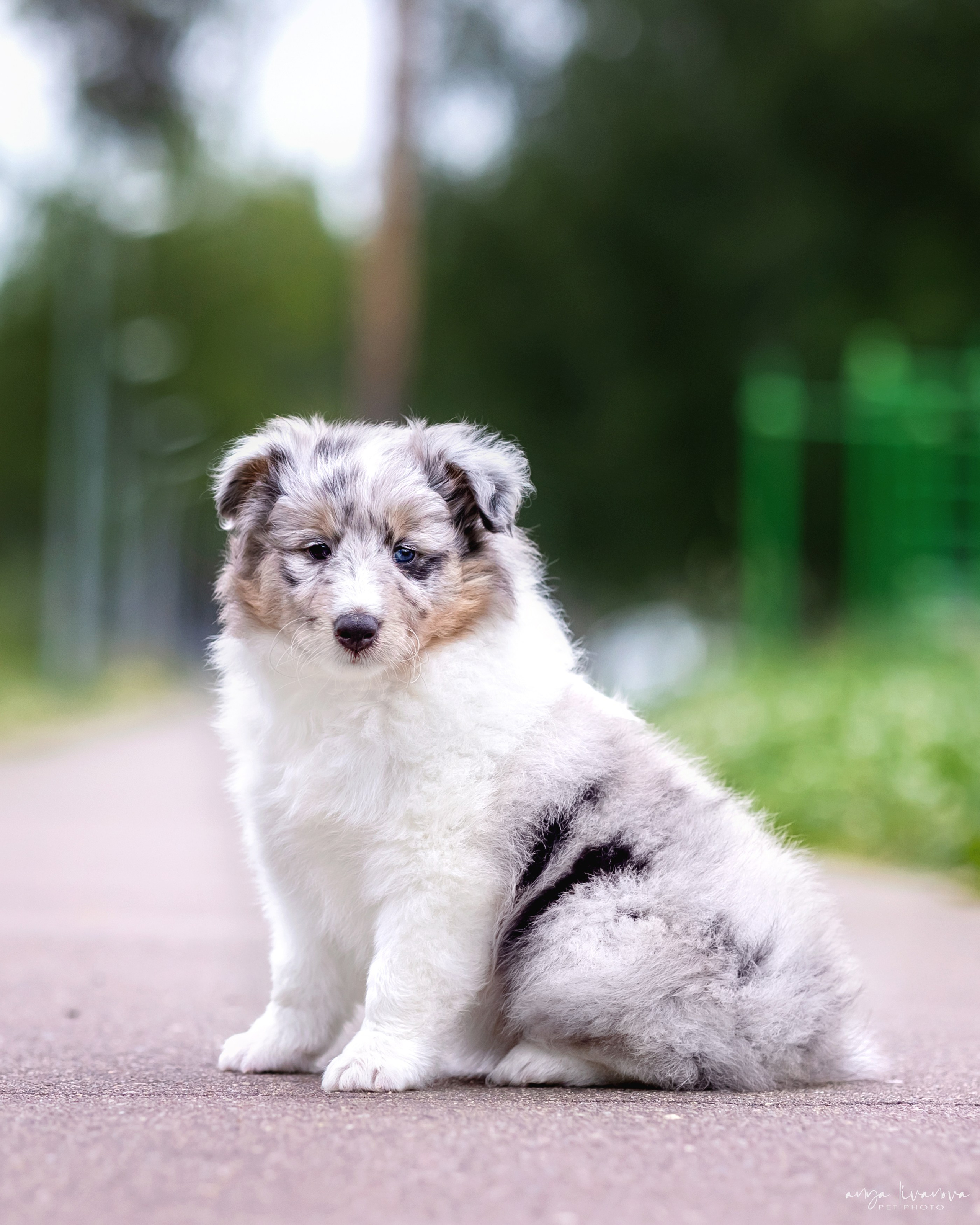 Шелти. Фотограф анималист Аня Ливанова | Рыбинск