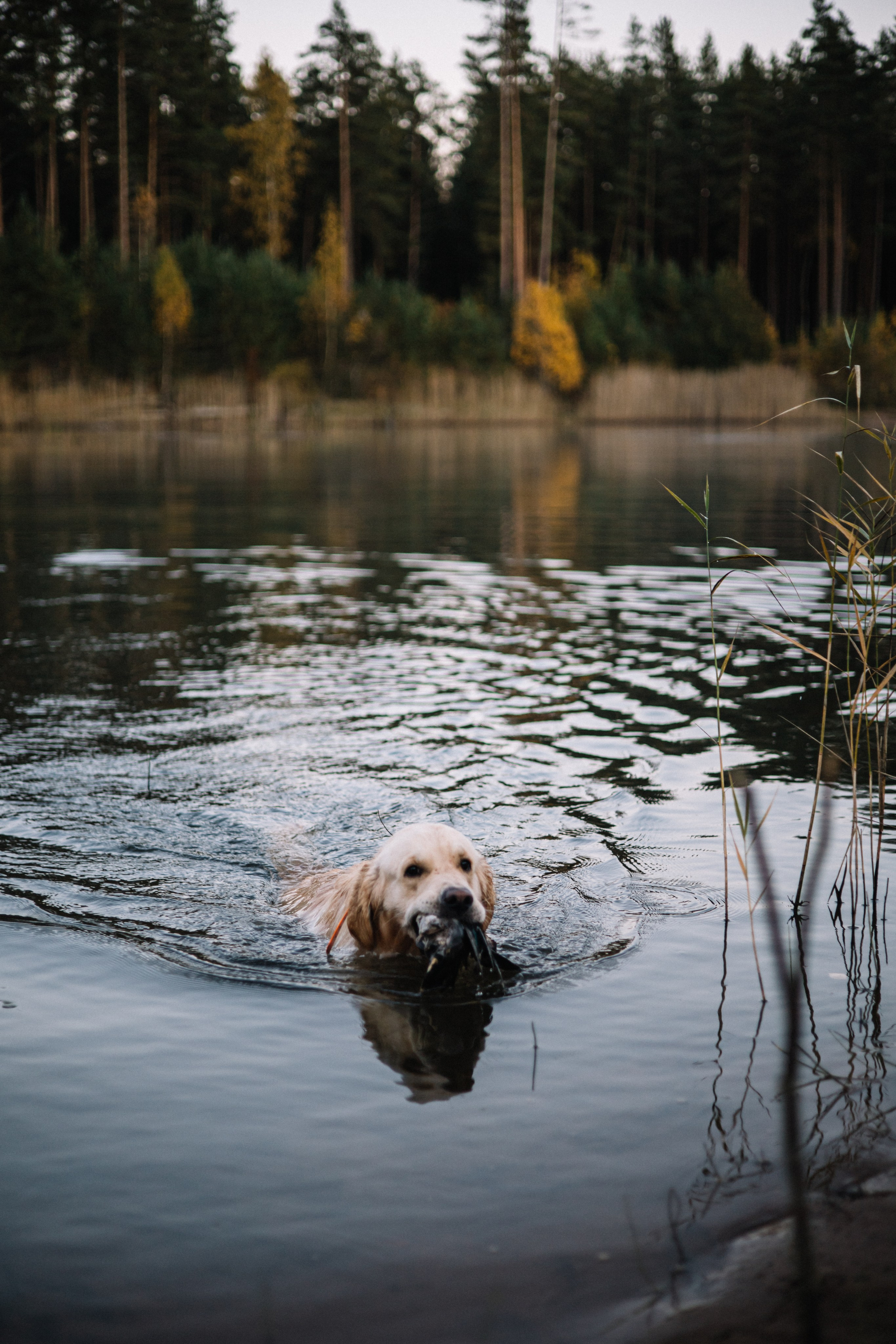 Для охотника