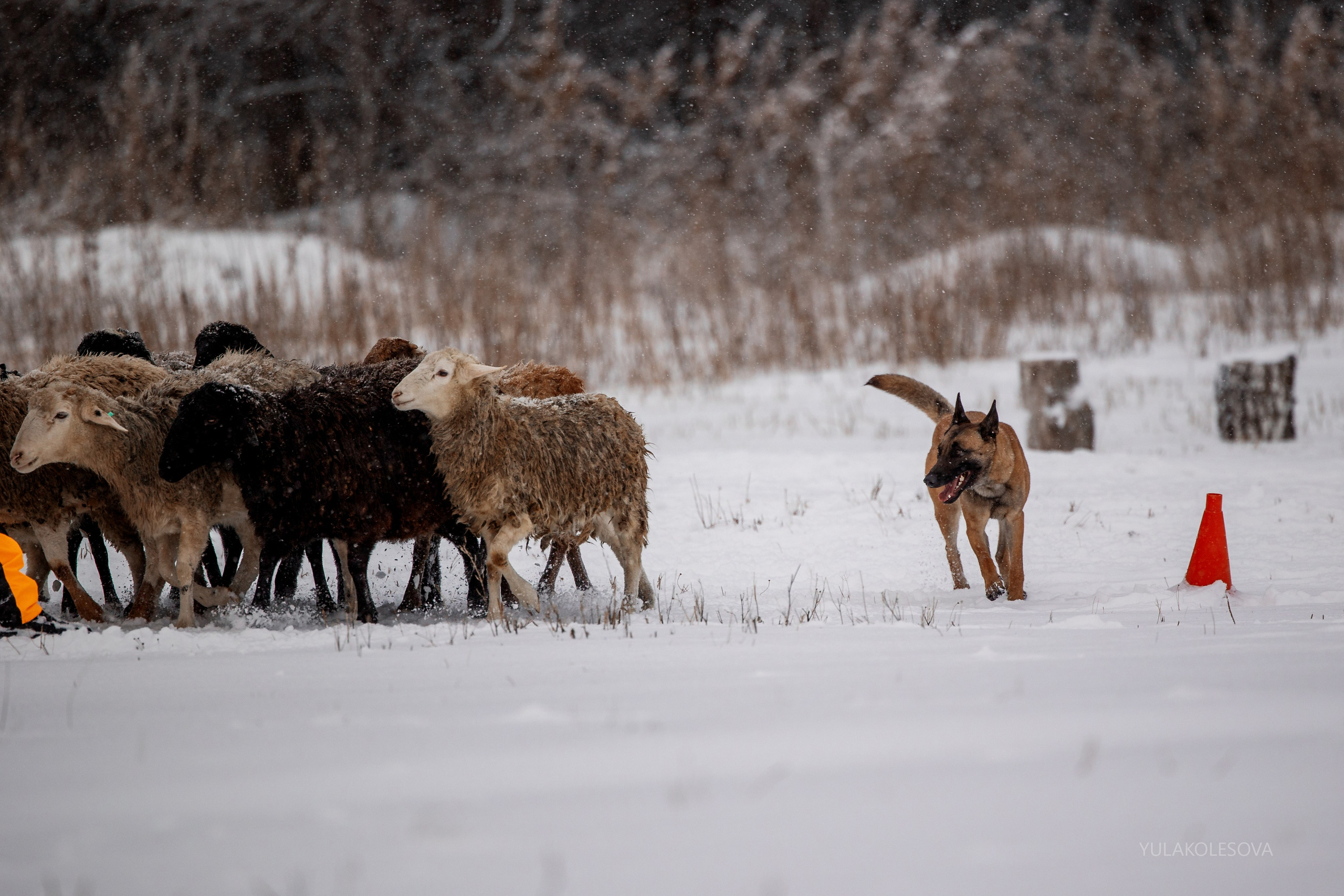 Пастуший интенсив, ноябрь 2024. YULA KOLESOVA | Фотограф — Анималист | Художник | Тюмень