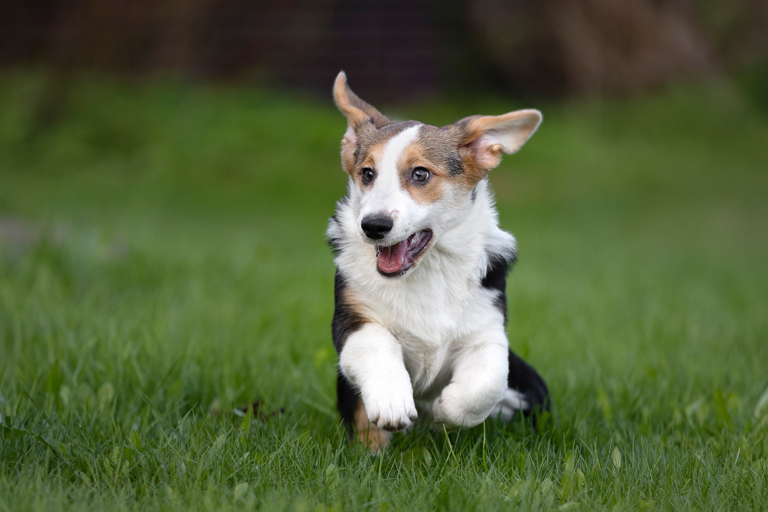 Вельш Корги Кардиган. Фотограф анималист, семейный фотограф, фотограф собак Комратова Мария. г. Москва
