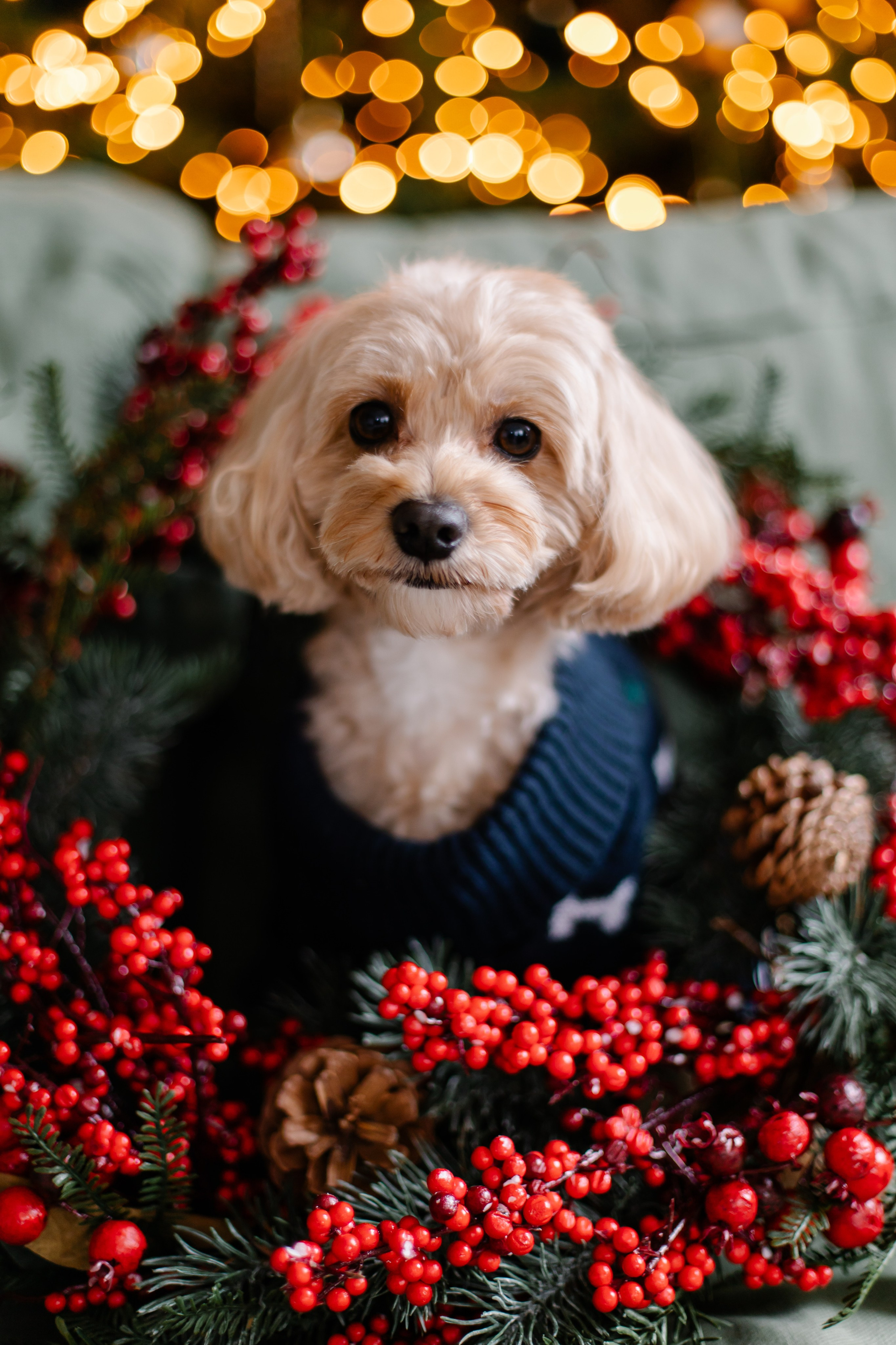 Hundeshooting / Hundefotografie. Fotografin in München Dasha Antipina