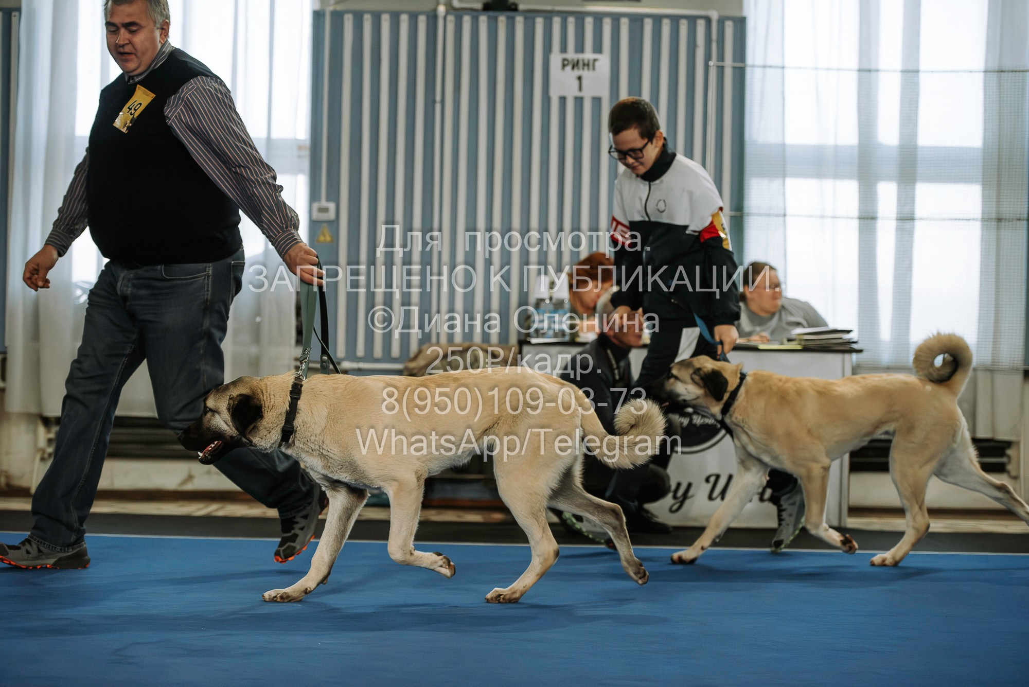 Выставка собак Красноярск 29.10.2023. Фотограф Диана Оленина Красноярск / Братск