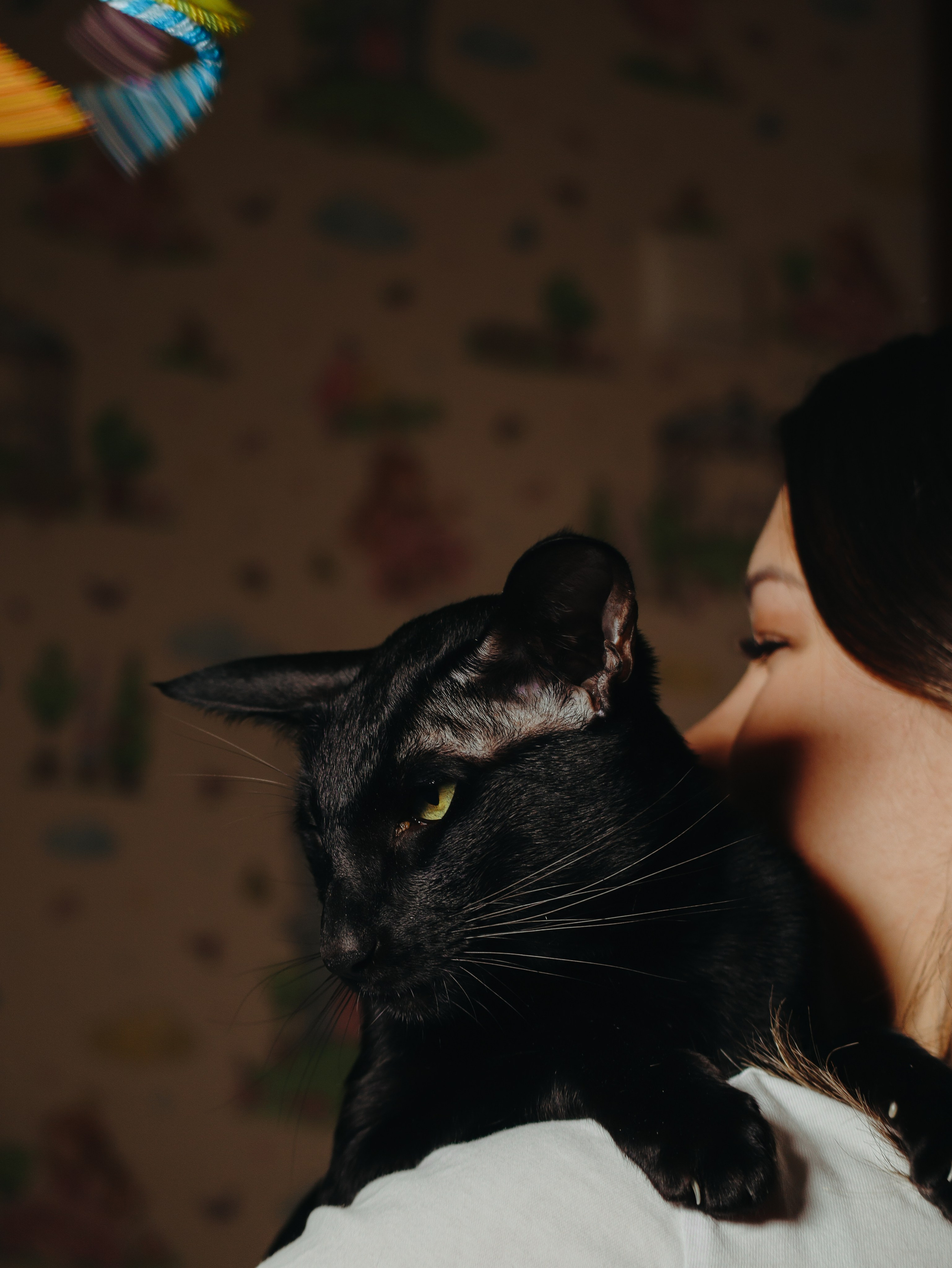 Питомцы. Кинематографичный фотограф, видеограф Лина Плешакова, Санкт-Петербург