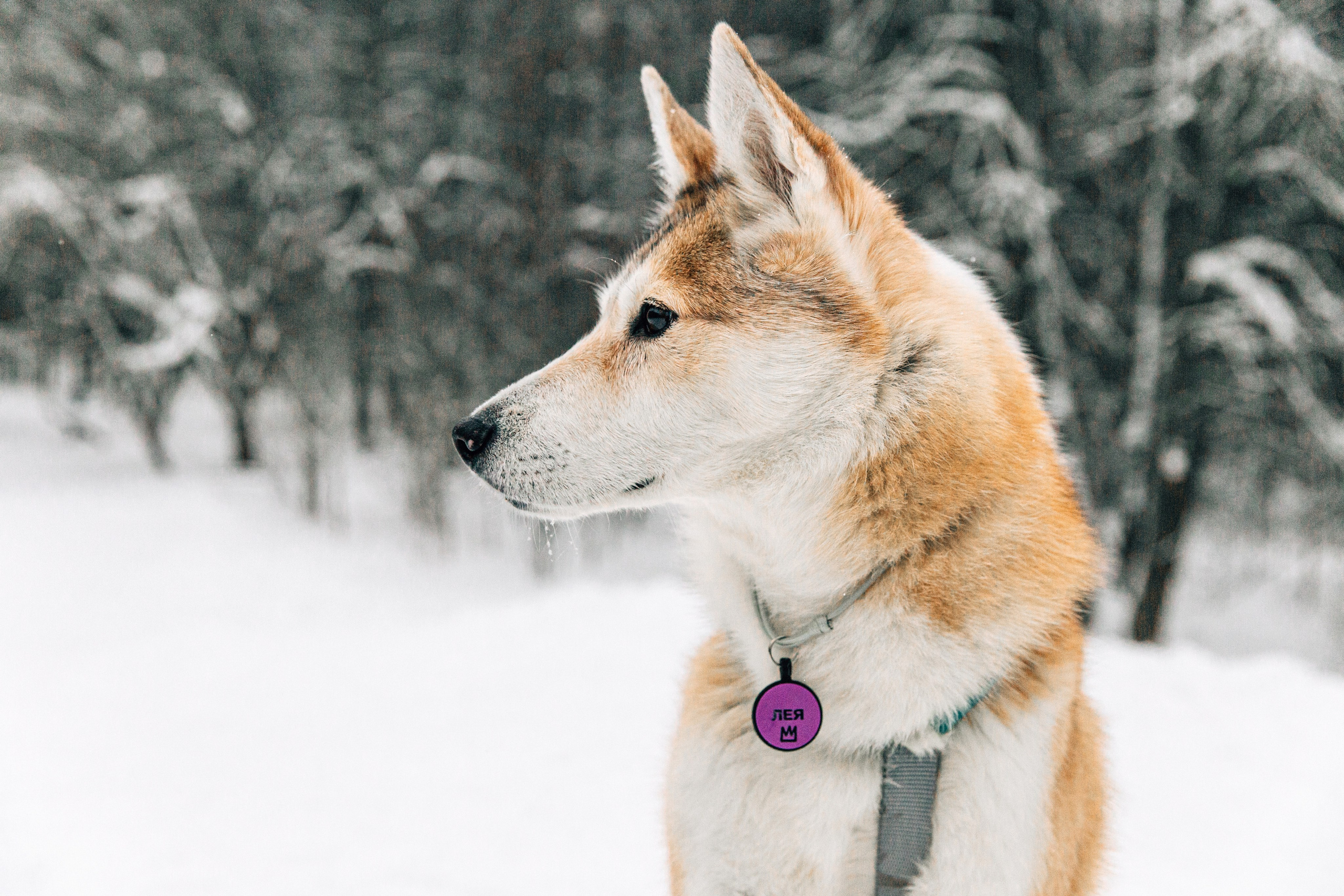 Леня и Лея. Фотограф-анималист в Москве Соломонова Варвара