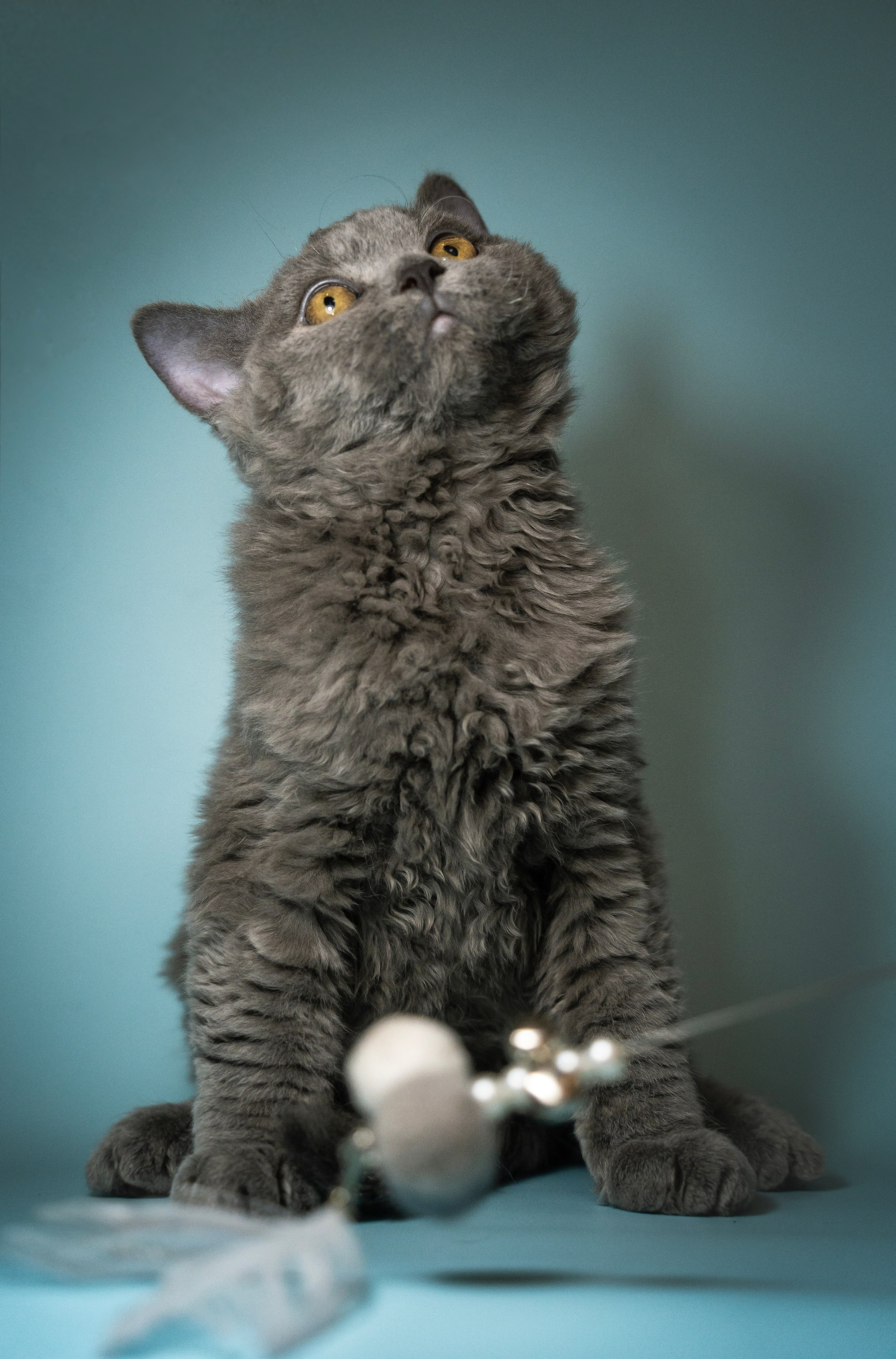 Котики. Семейный фотограф анималист г. Находка