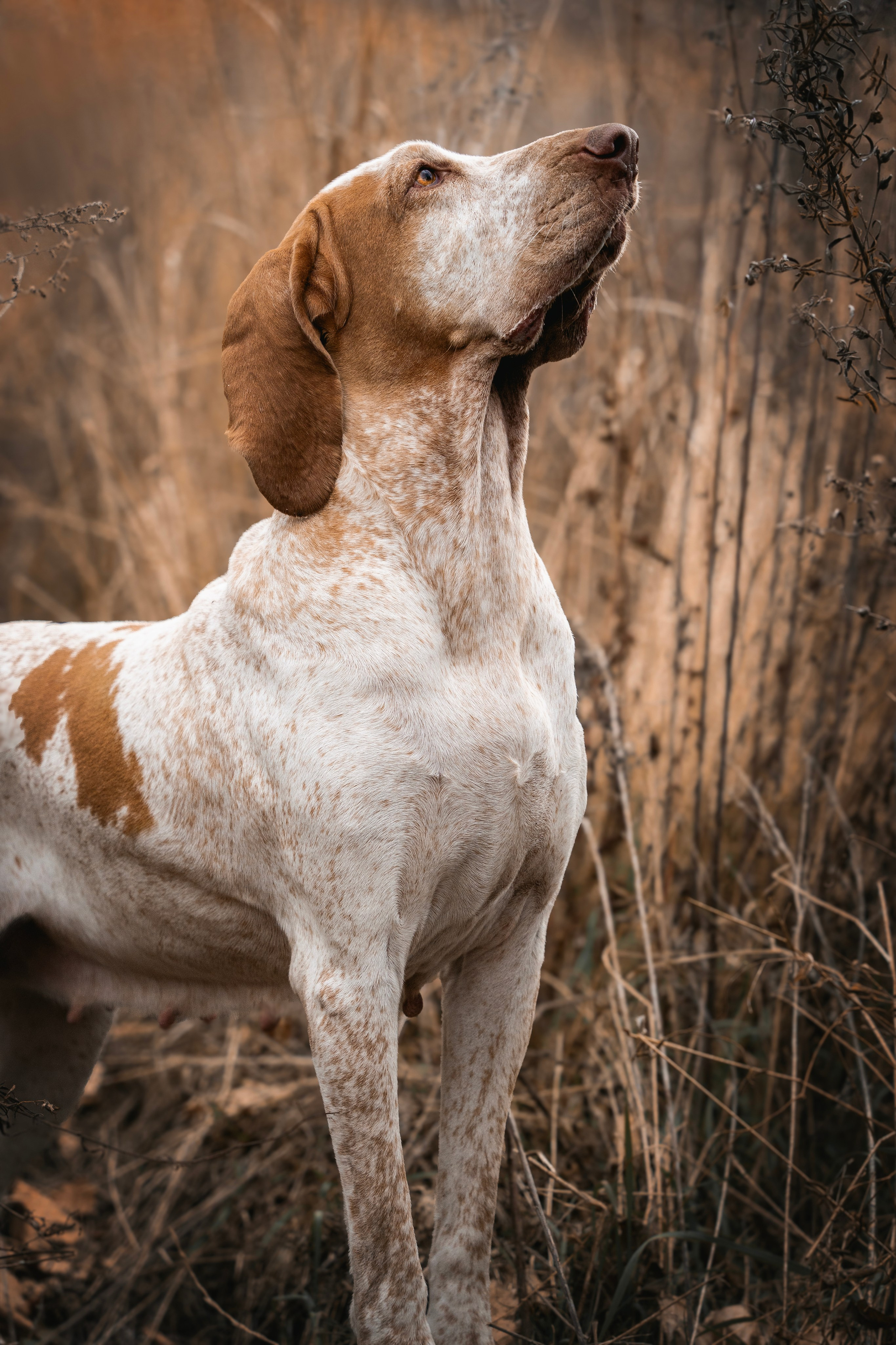 Итальянский бракк Стеша и Любомир. Семейный фотограф анималист г. Находка