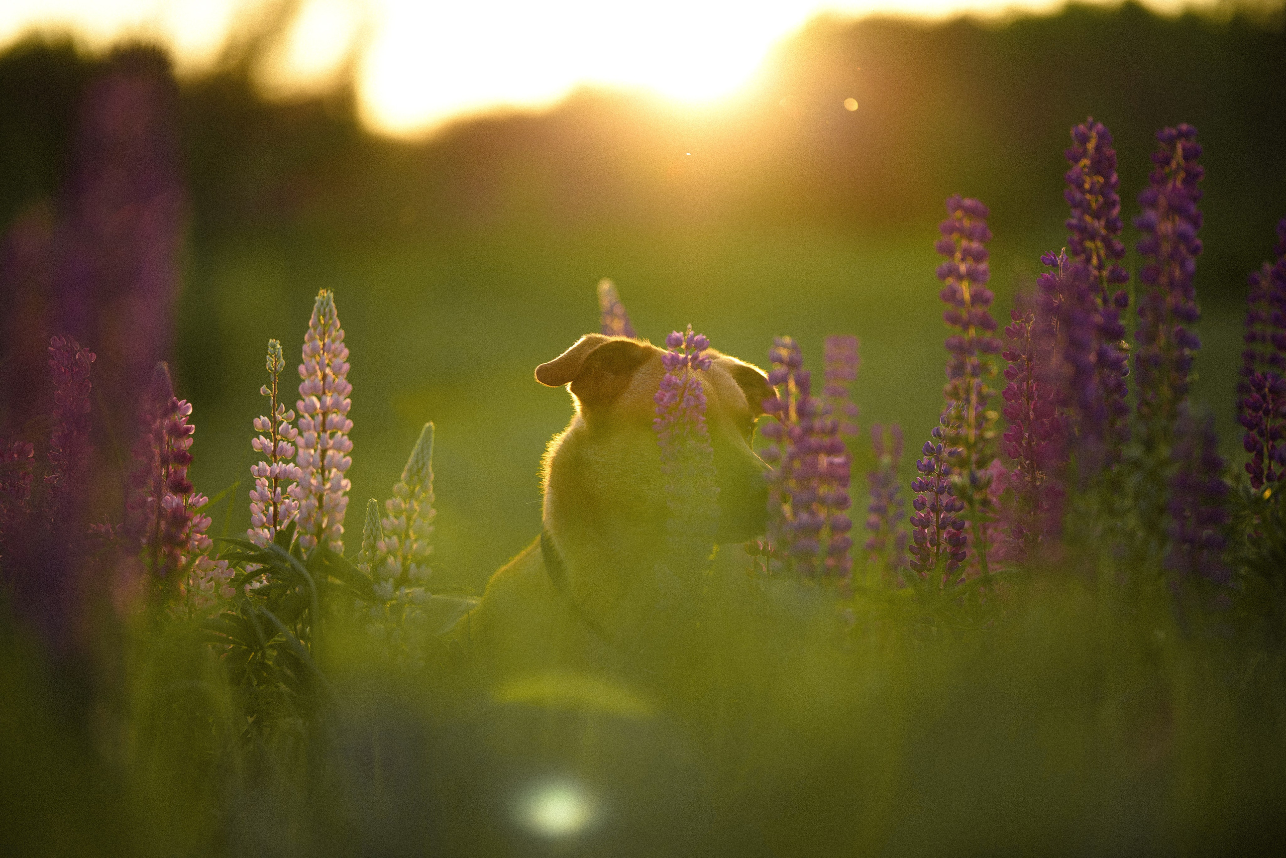 Тео и Гуччи. Фотограф и видеограф анималист Аганина Дарья