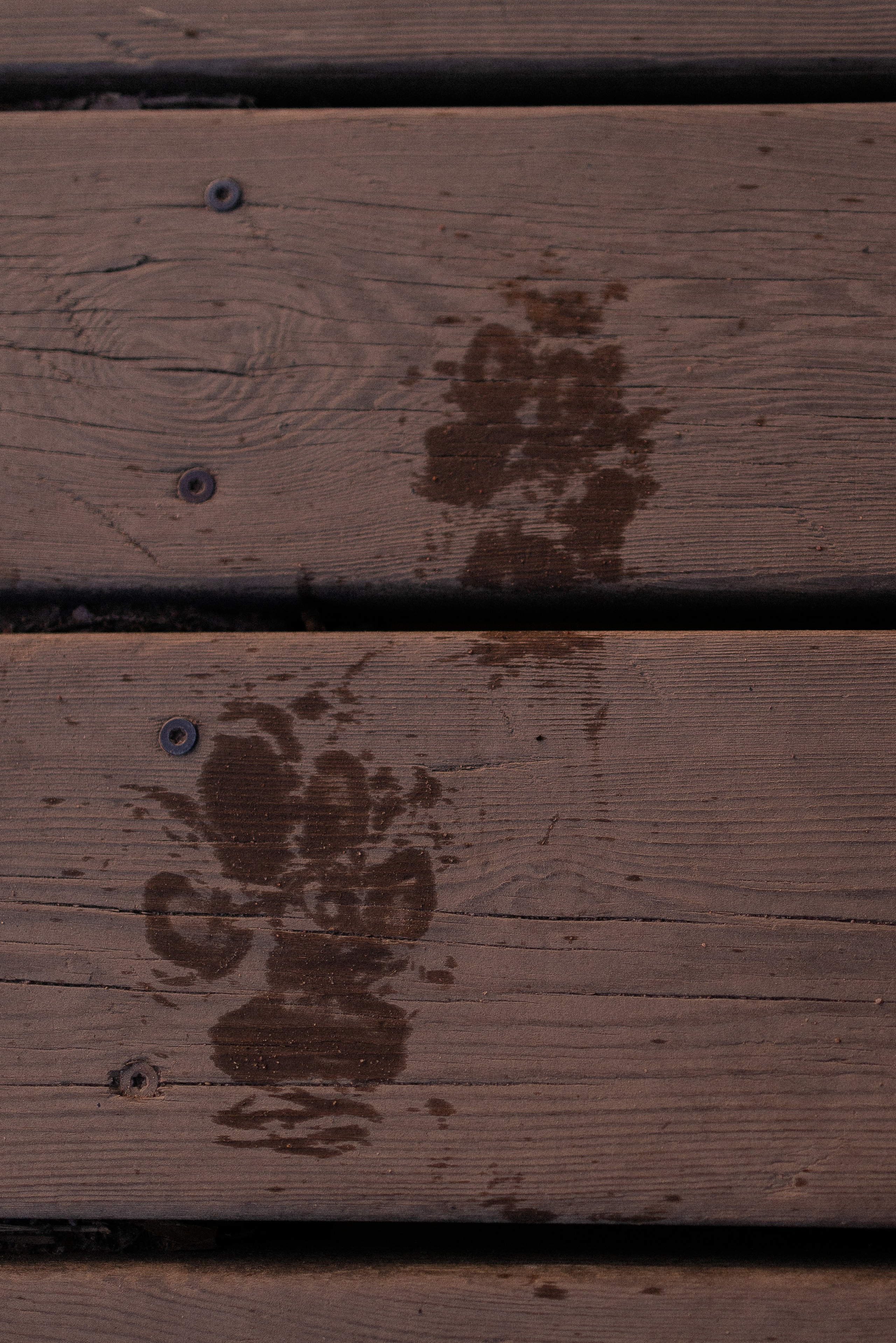 Алена, Матвей, Фанни и Фрея. Фотограф и видеограф анималист Аганина Дарья