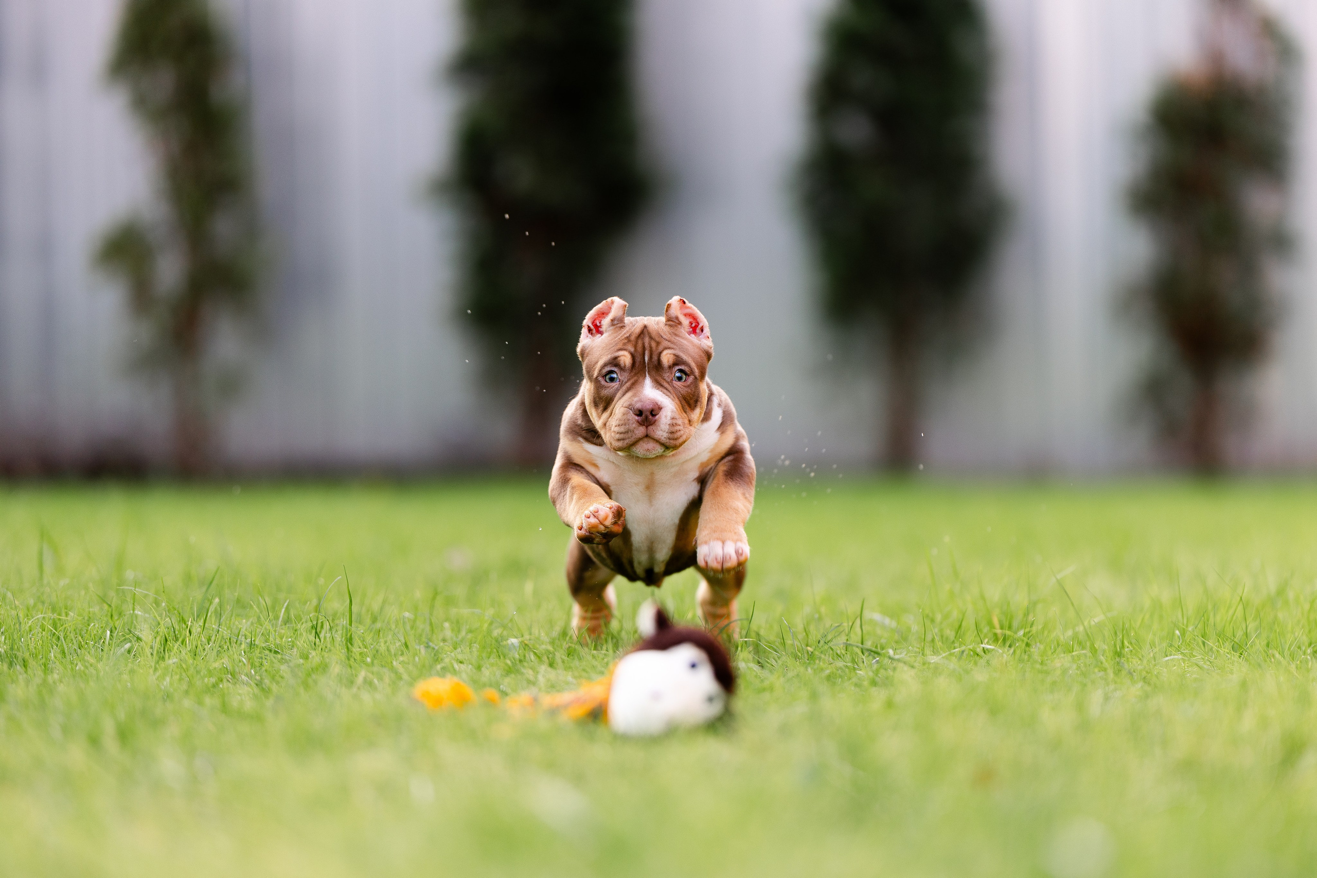 Булли. Фотограф и видеограф анималист Аганина Дарья