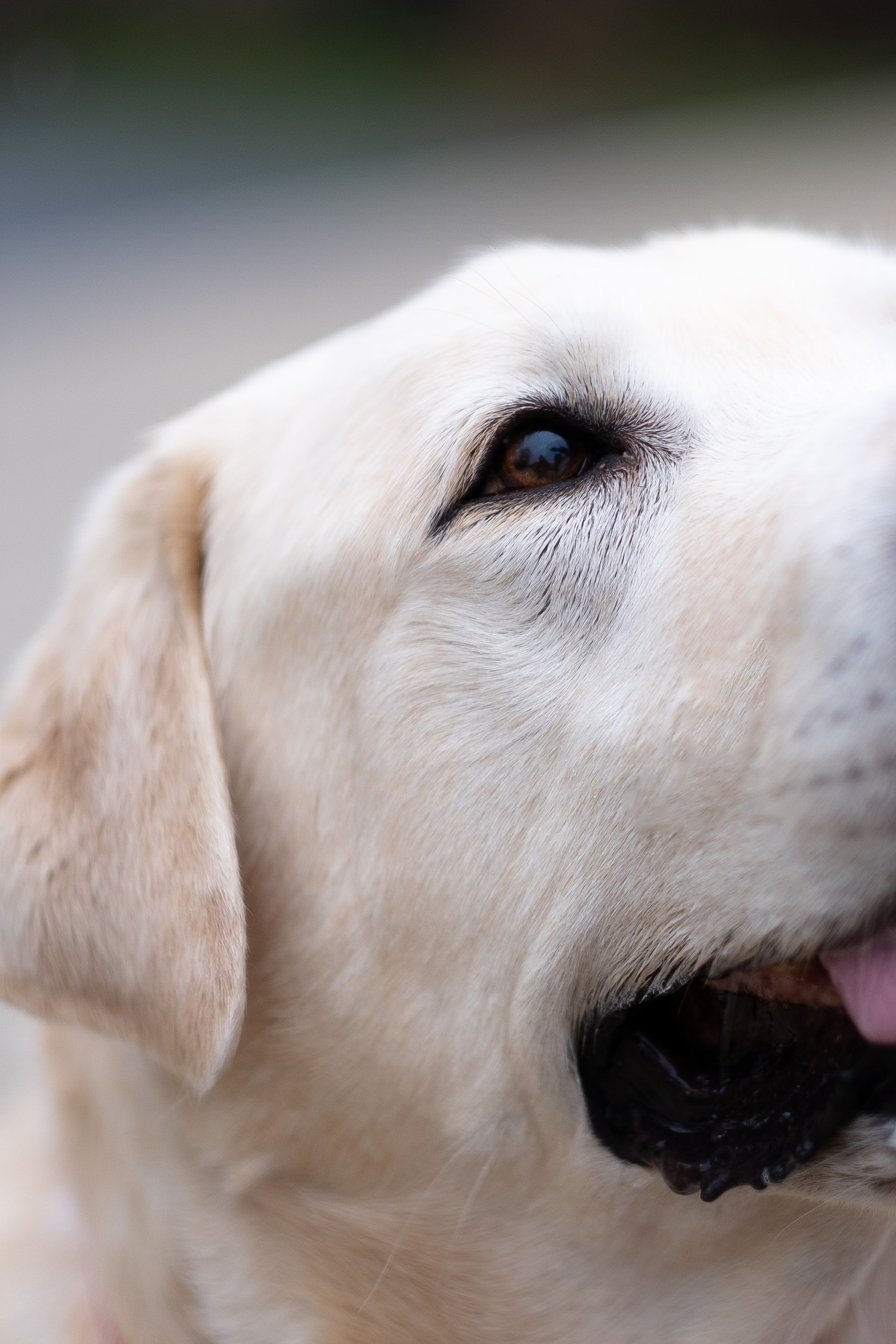 Света и Лето. Фотограф и видеограф анималист Аганина Дарья