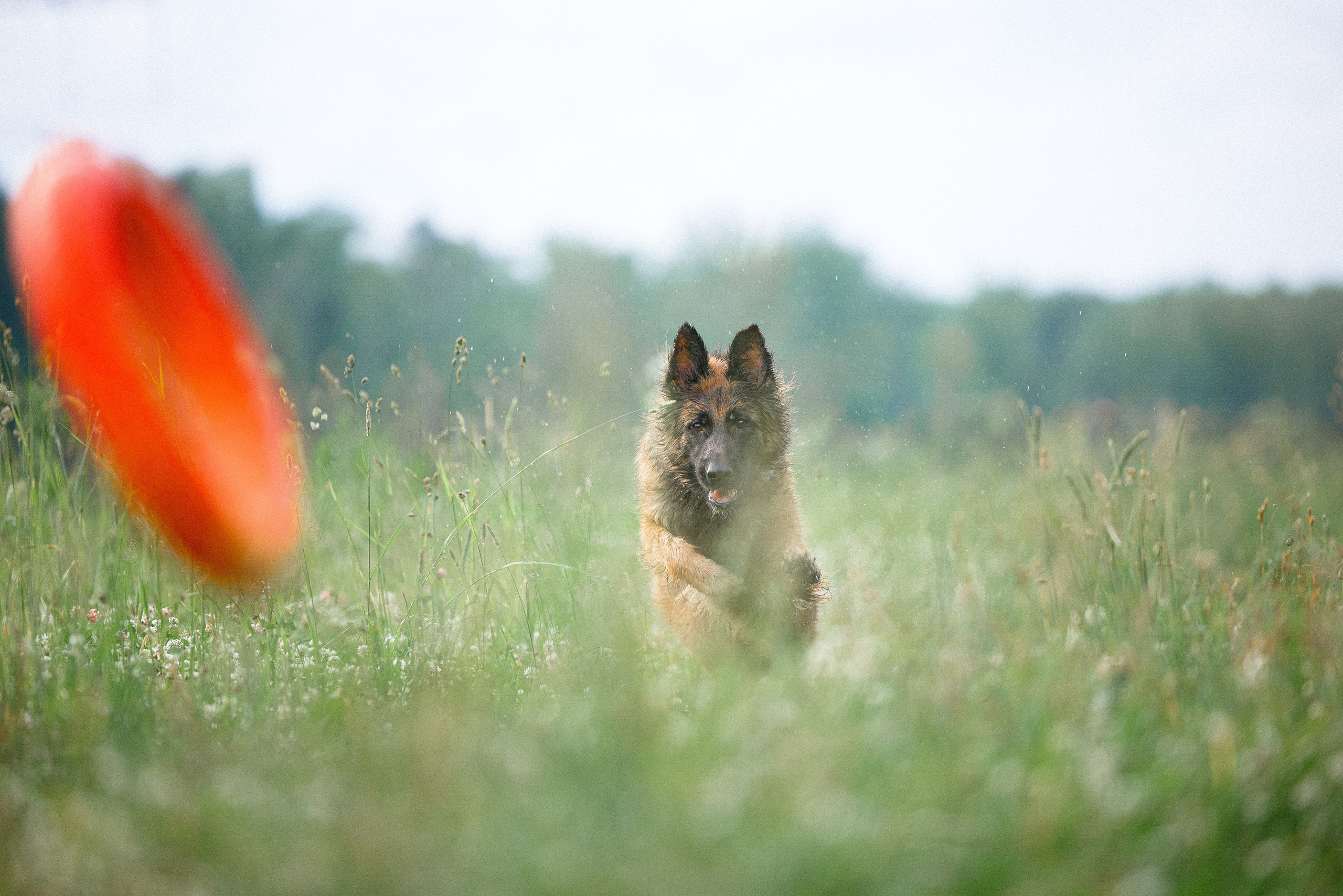 Фотограф и видеограф анималист Аганина Дарья