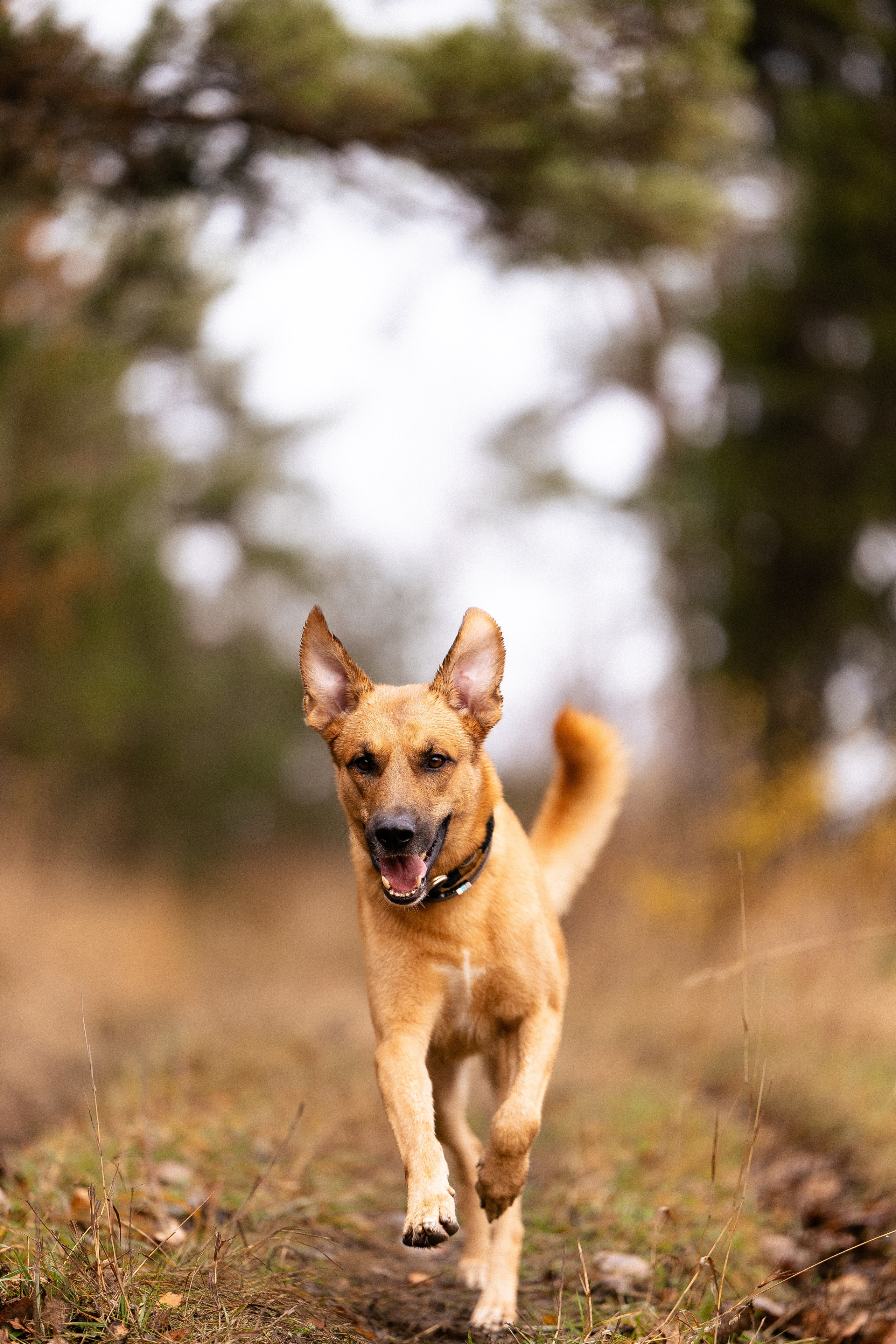 Karelia. Фотограф и видеограф анималист Аганина Дарья