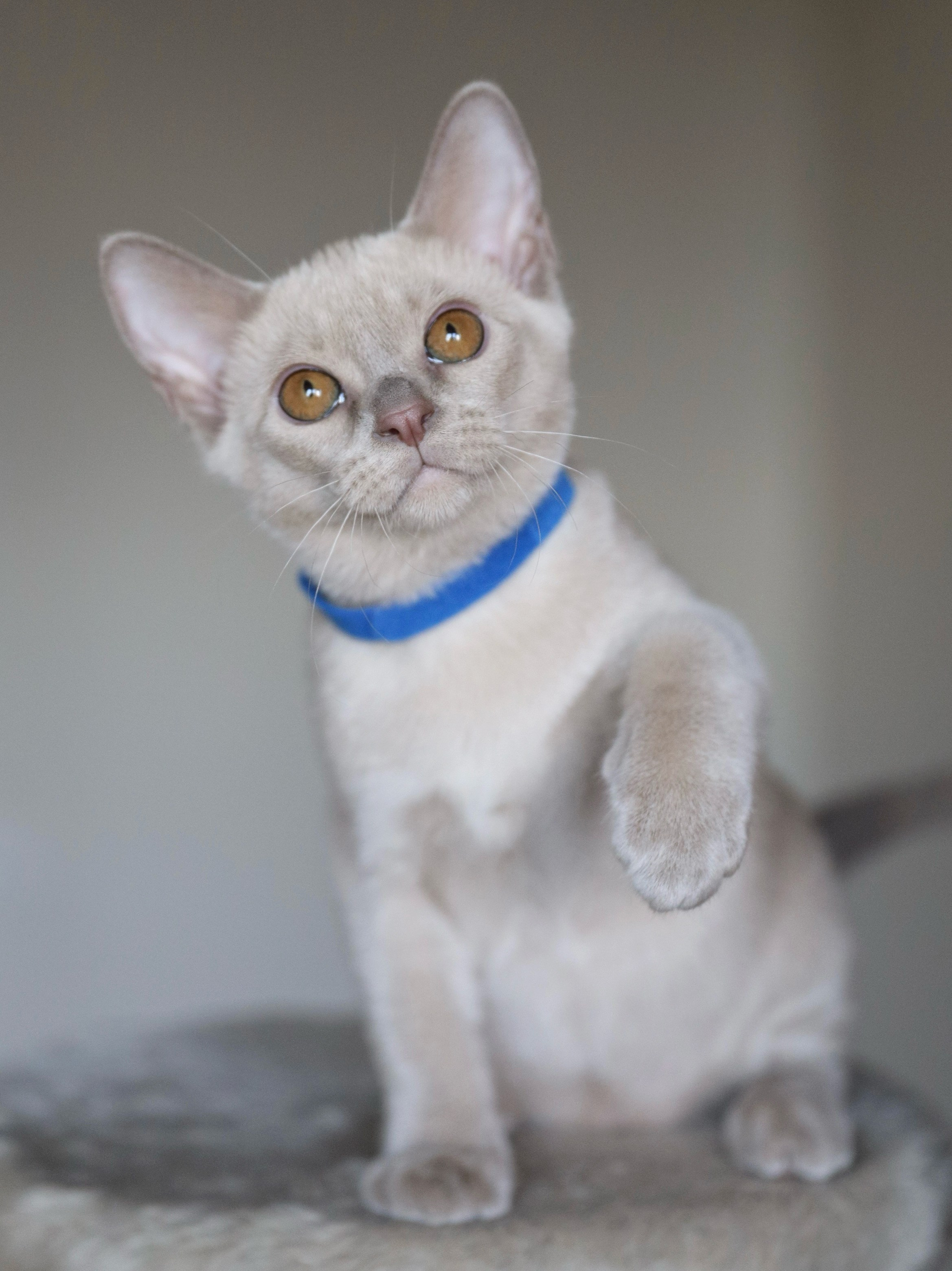 Christopher. Cattery “Bouncy Life”