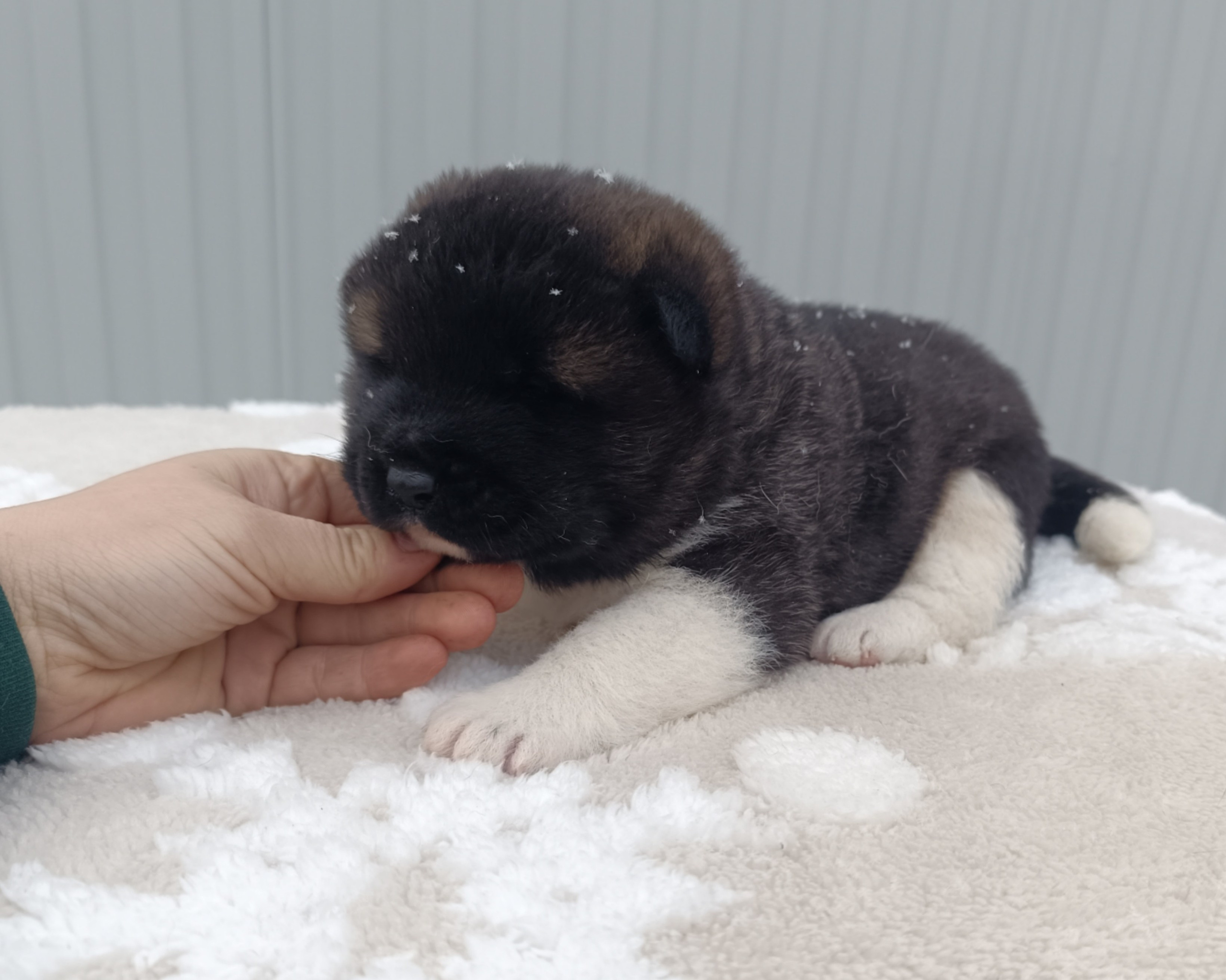 Американская акита  щенки питомник Санкт-Петербург клубные щенки Американская акита питомник RUBYLIGHT Рубилайт купить щенка американской акиты