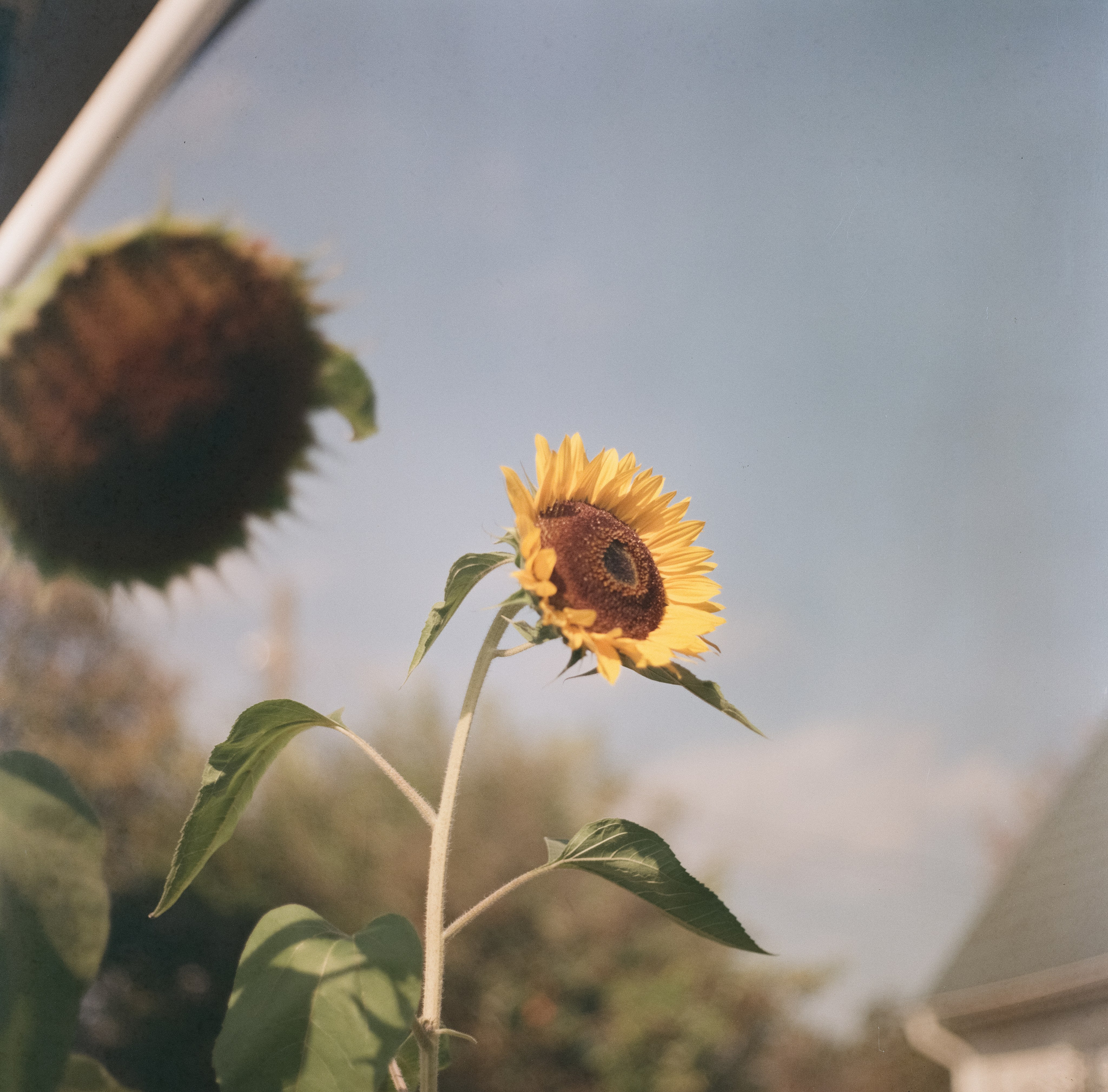 Kowa Six с объективом Kowa 85 mm f/2.8 / Fujicolor Super HR 100