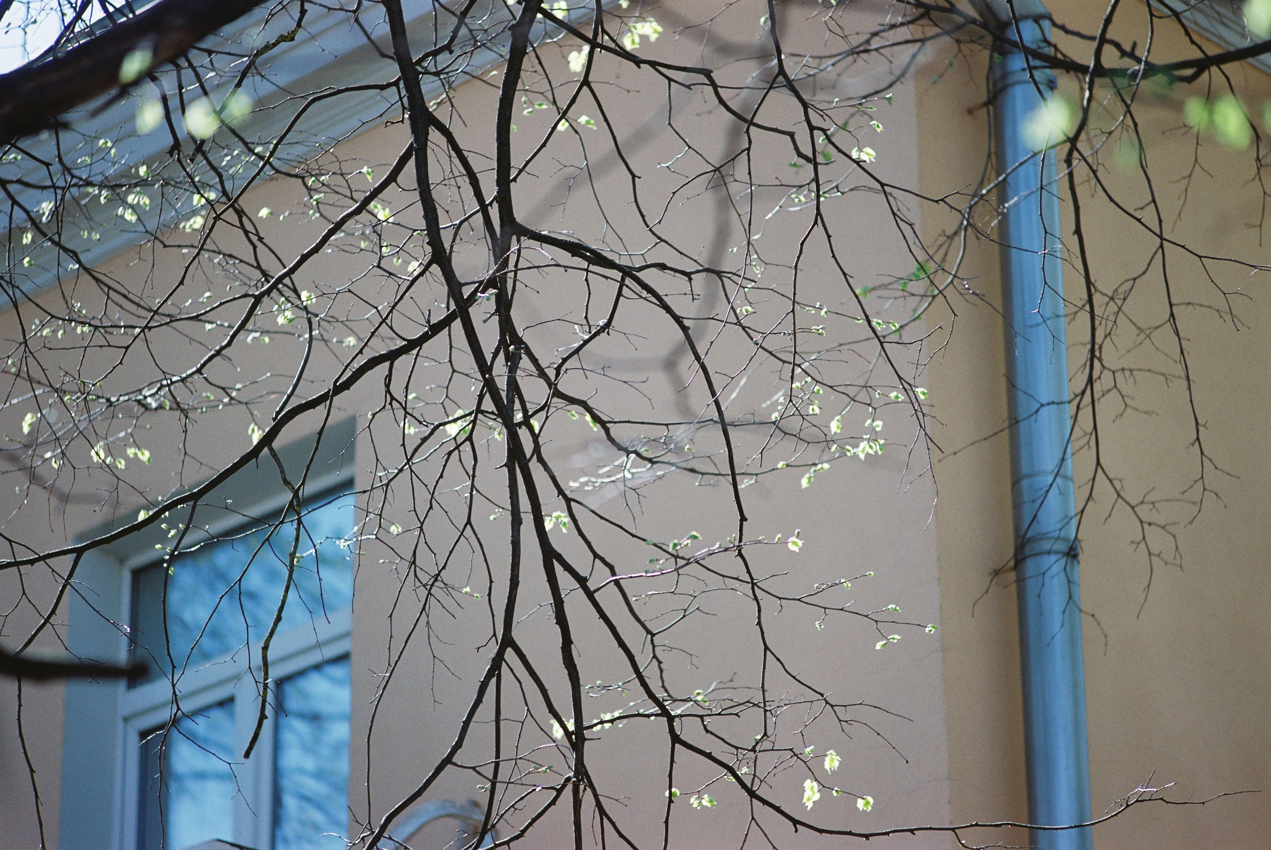 Плёнки. Кира Кечекьян — фотограф в Москве