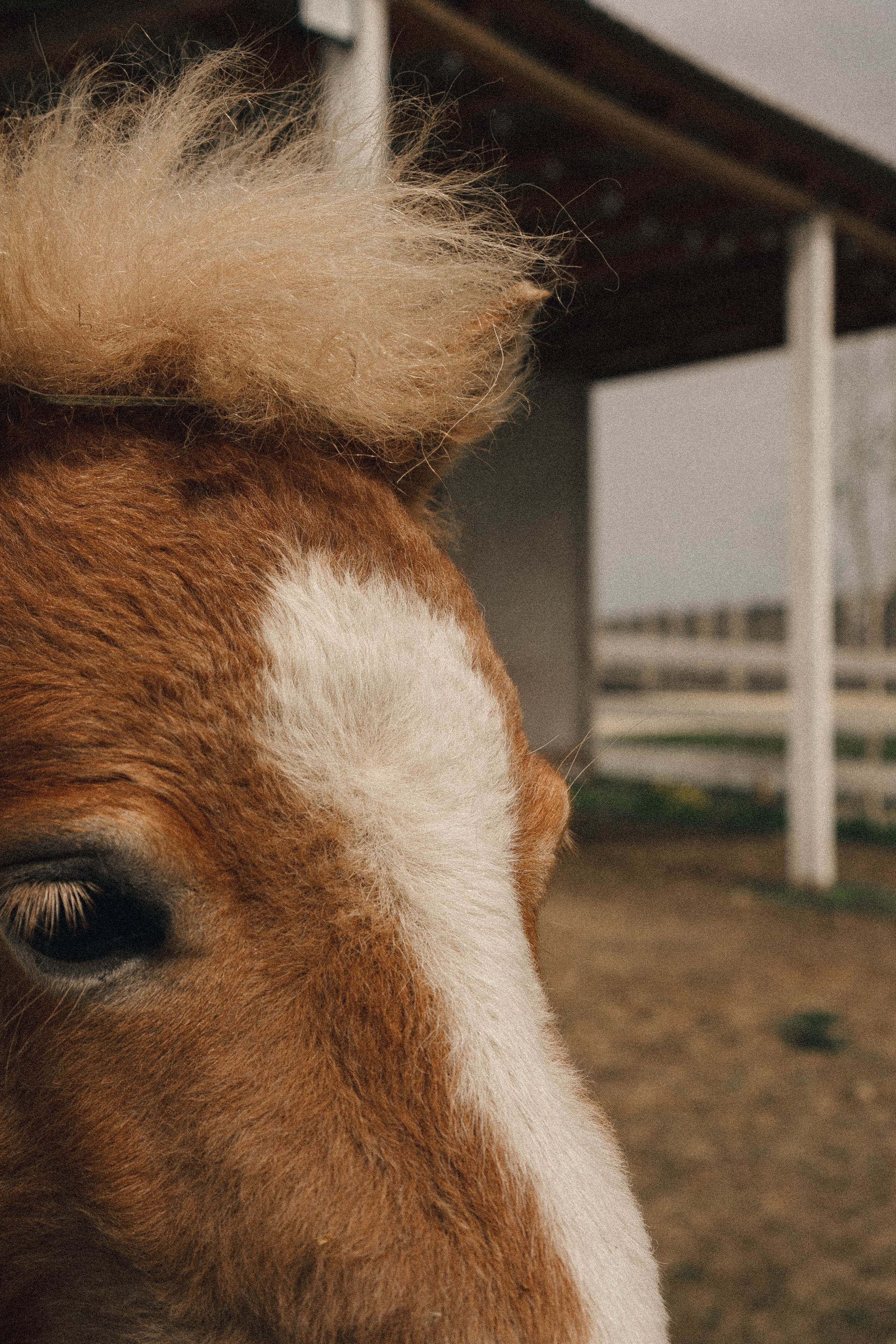 Ферма Альпак. Профессиональный фотограф, Санкт-Петербург — Виктория Богомолова
