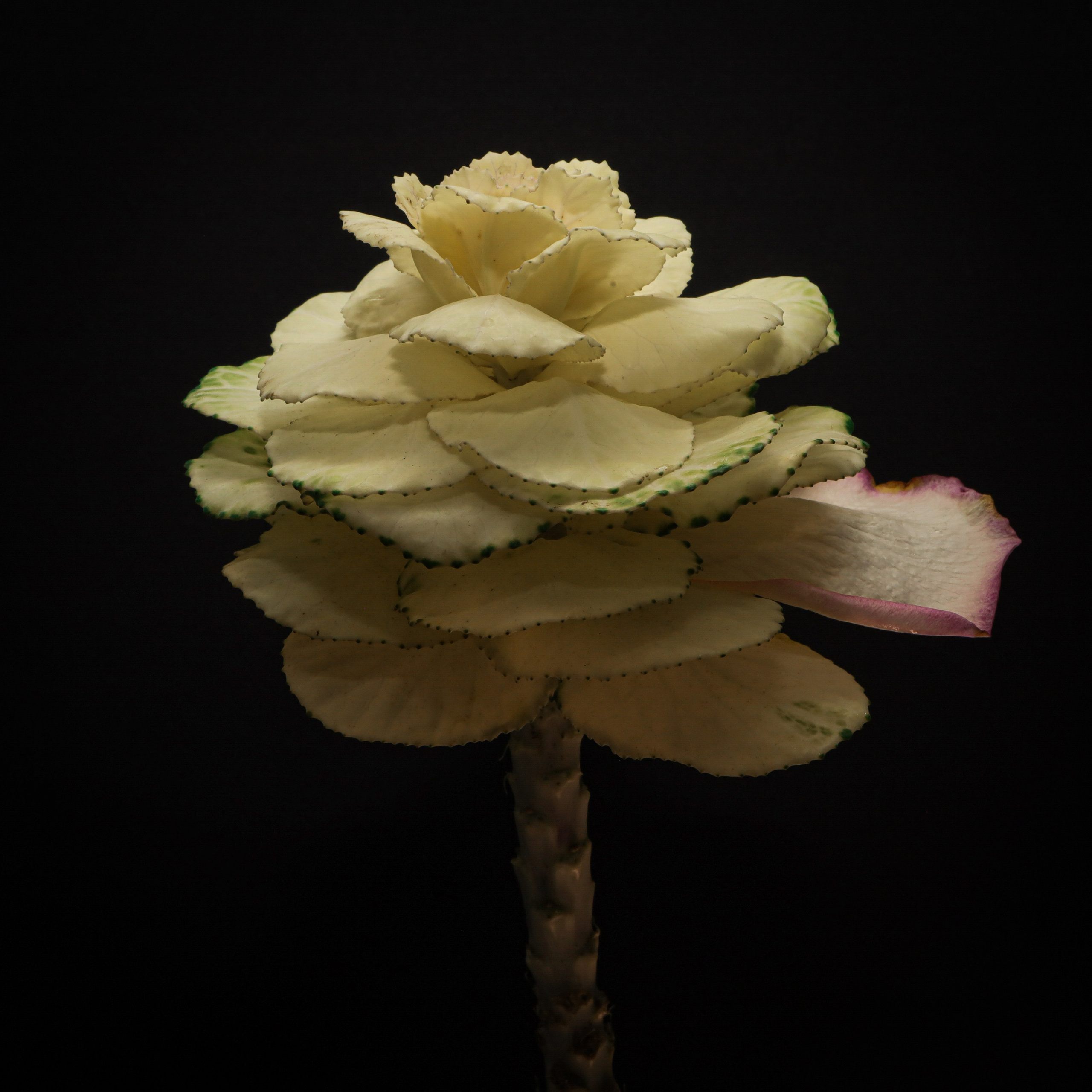 Природа &. Фотохудожник в СПб