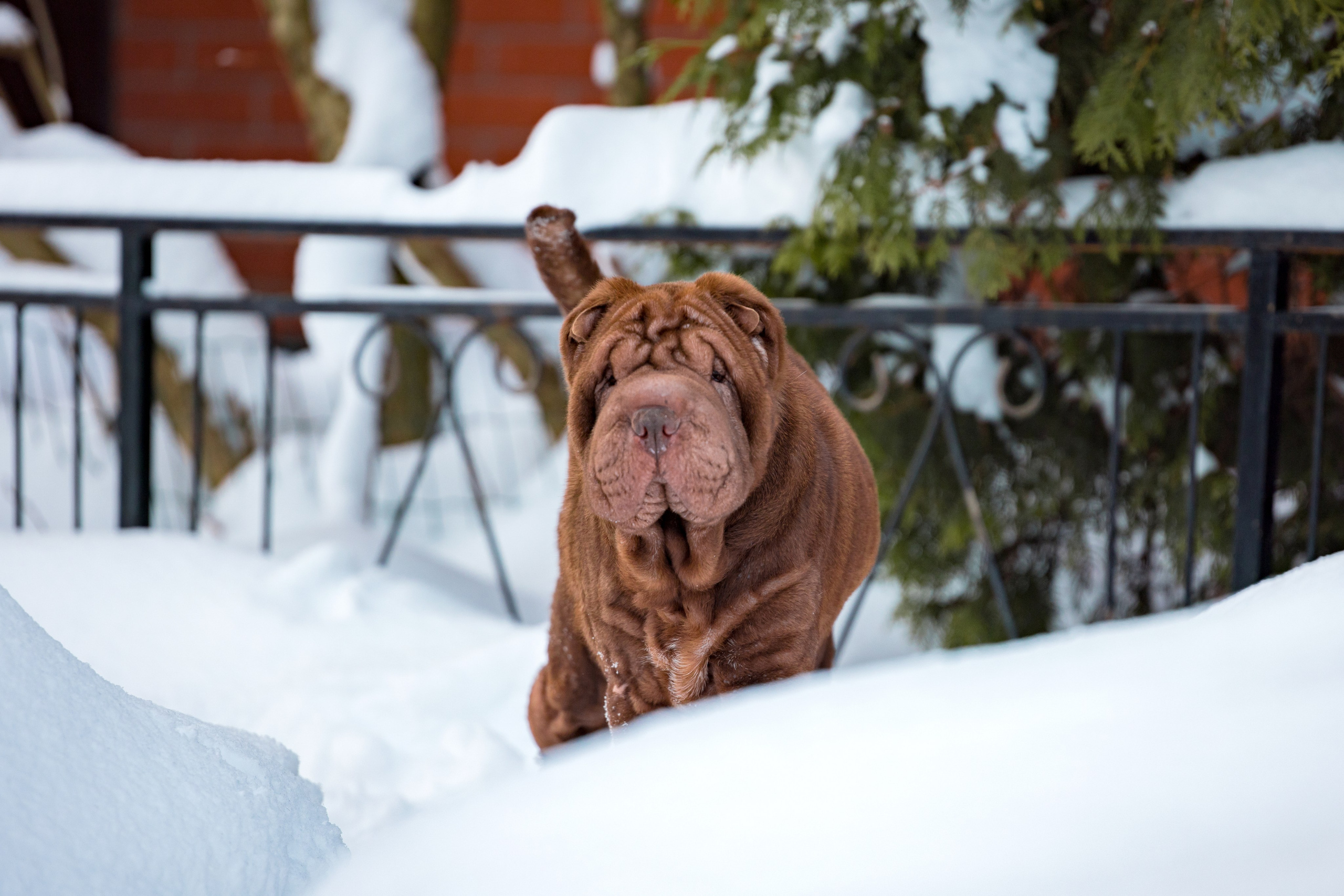 В гостях у шарпеев 16.01.2024. Фотограф-анималист Юлия Германика
